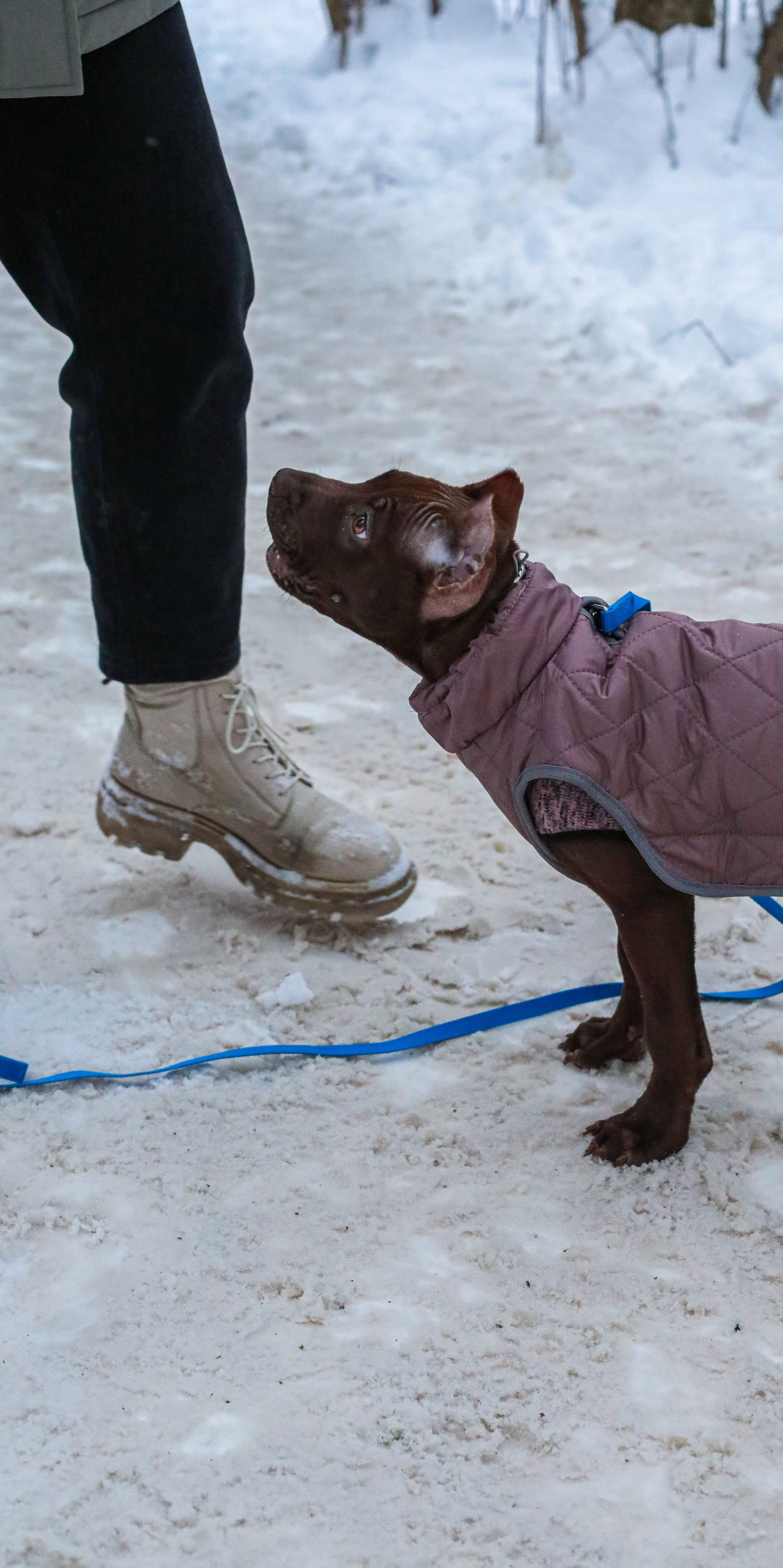 Animals. Фотография от MissClick
