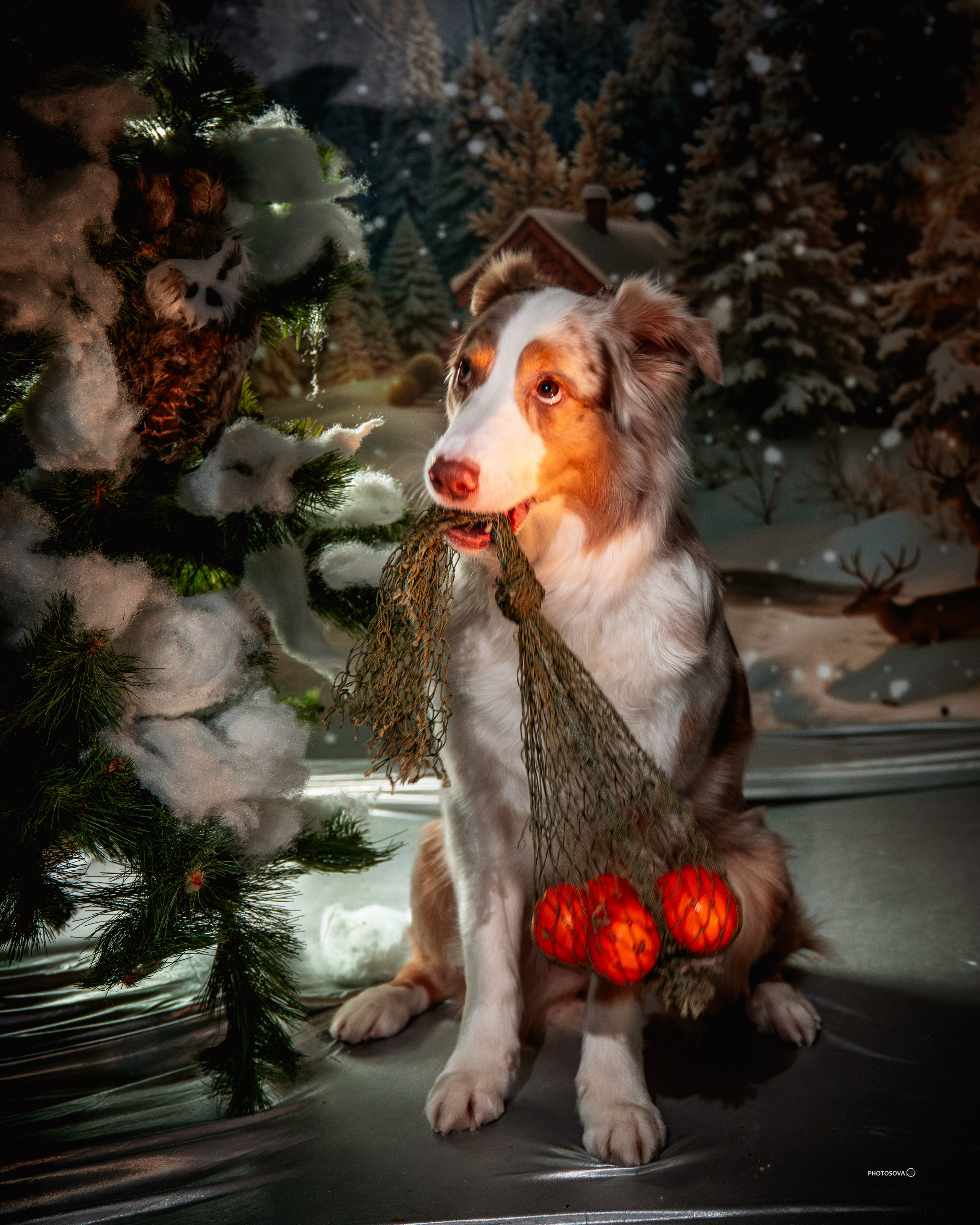 ФОТОПАМЯТЬ ВАШИХ ЭМОЦИЙ. Фотограф-анималист, семейный фотограф в Москве и Подмосковье. Фотосъёмка кинологических дисциплин