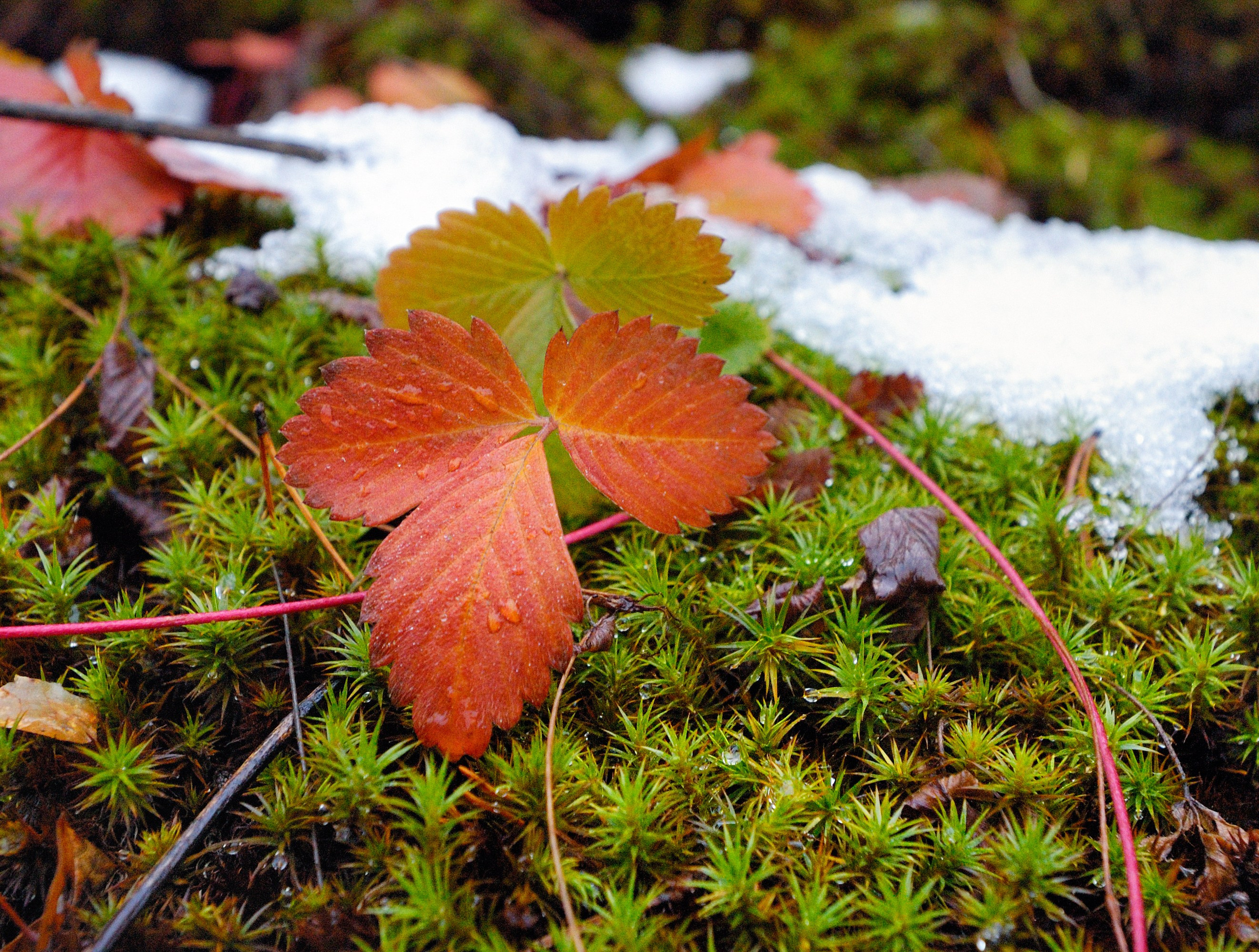 Осень. Пейзажный и предметный фотограф в Санкт-Петербурге Александр Богданов