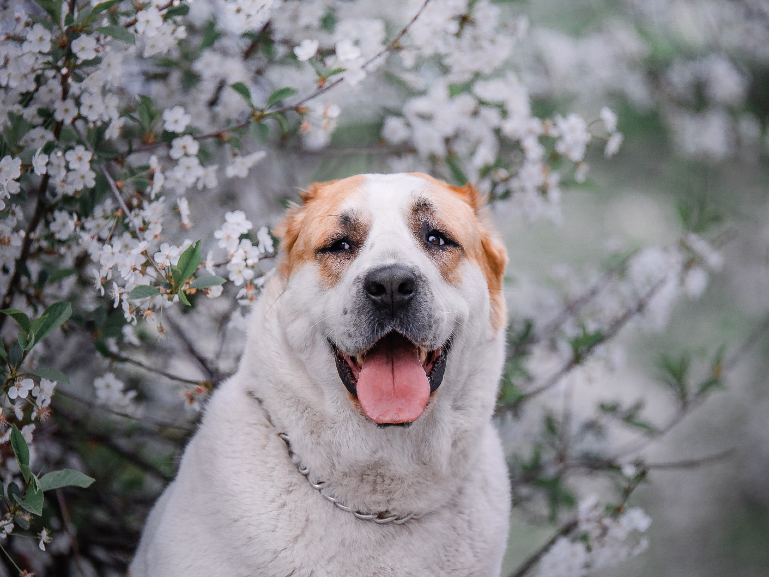Фотограф-анималист Анастасия Парфенова|Екатеринбург