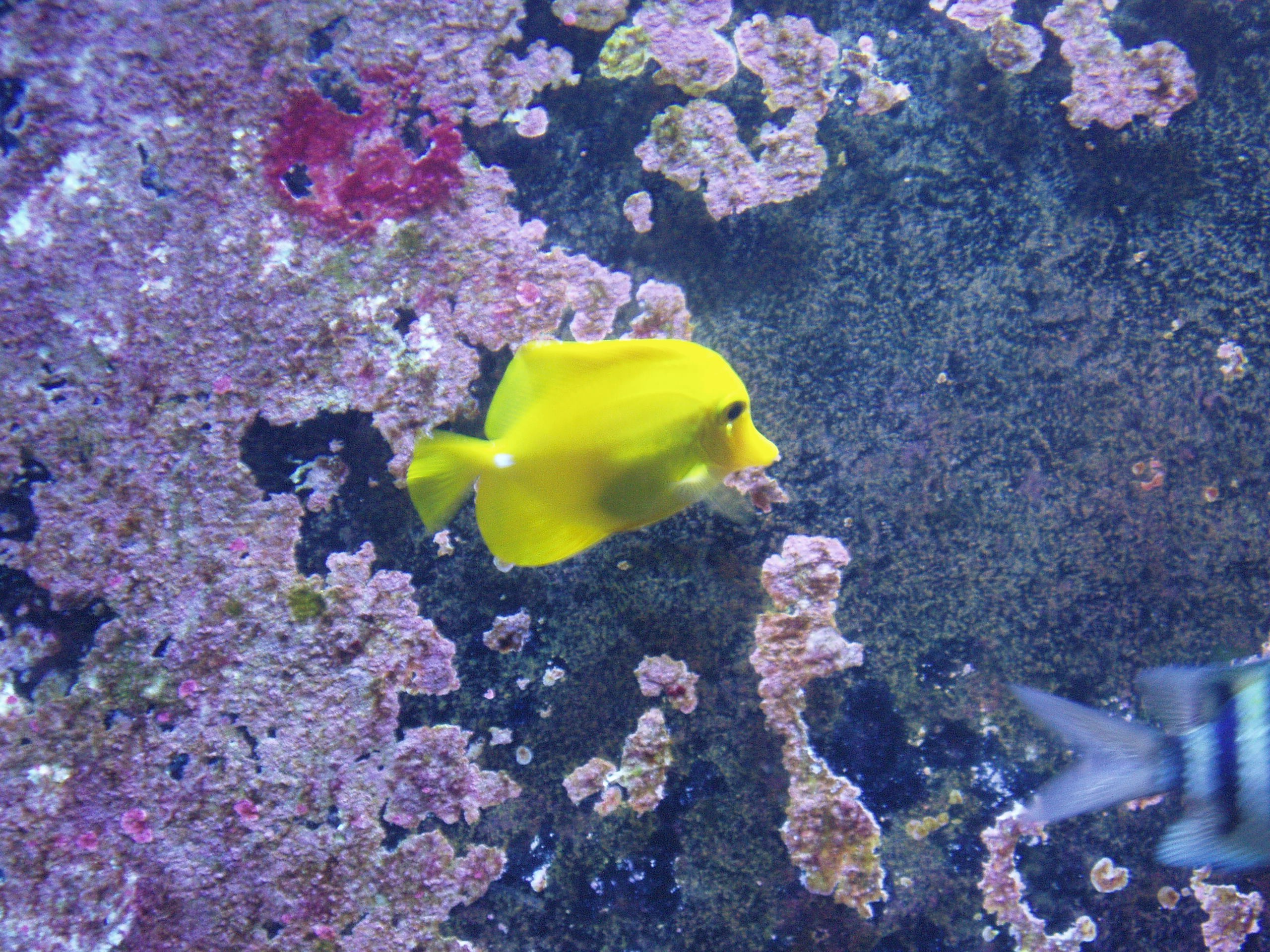 Отпуск 13.07-24.08. Семейный, Свадебный фотограф СПБ Питер— Романова Екатерина