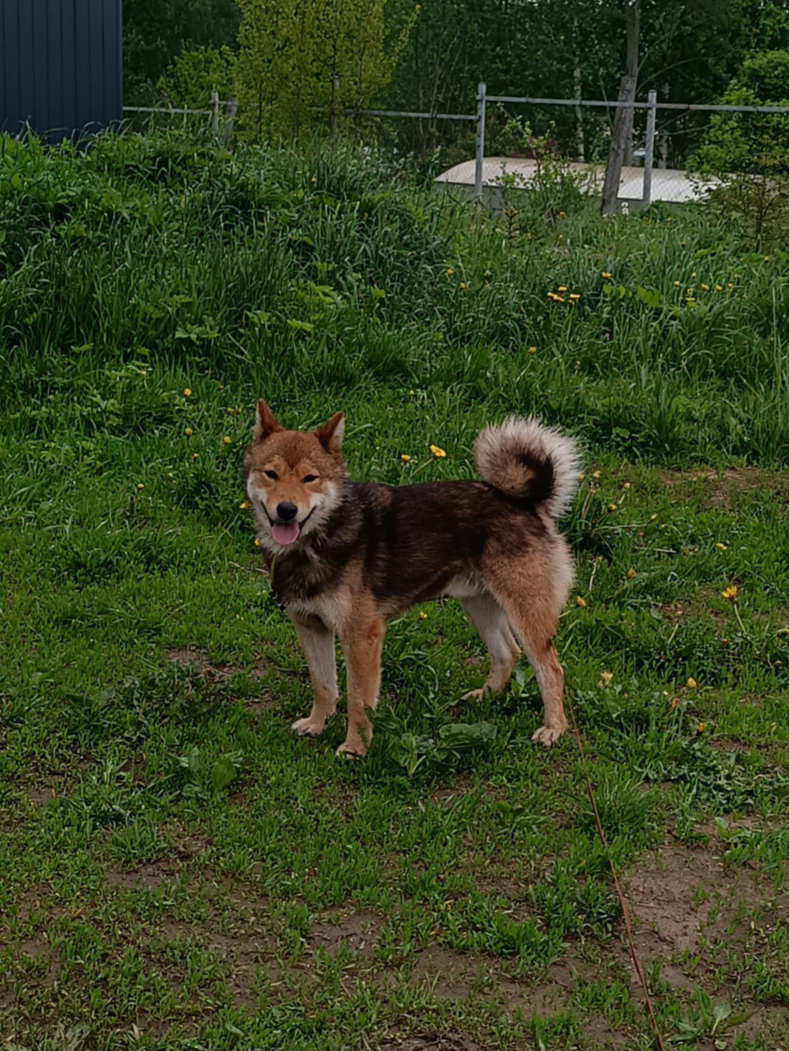 Шаман (красный сезам) *. Американская акита I Сиба ину I Питомник RUBYLIGHT