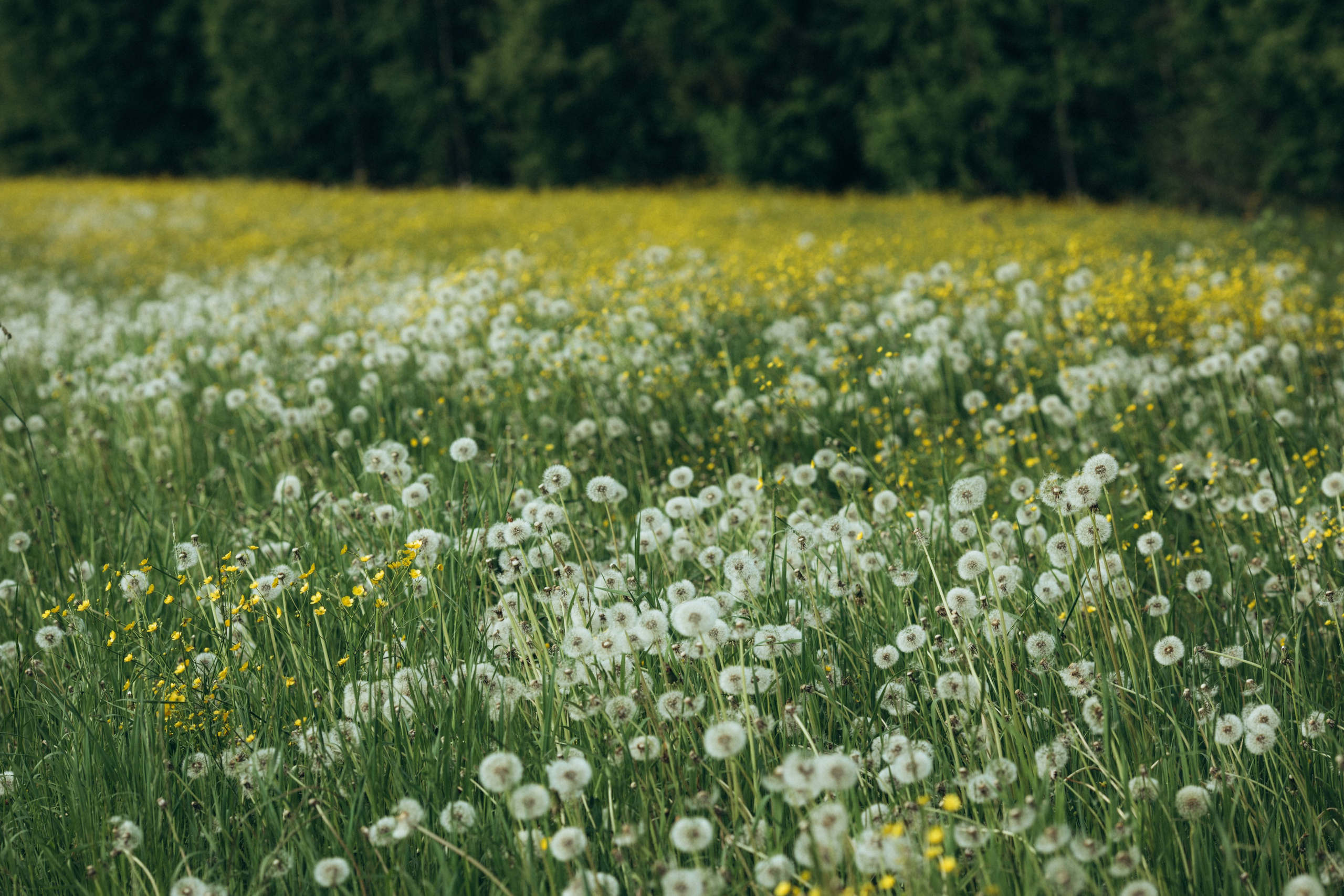 Природные пейзажи. Наталия Клевинскас портретный фотограф в Костроме