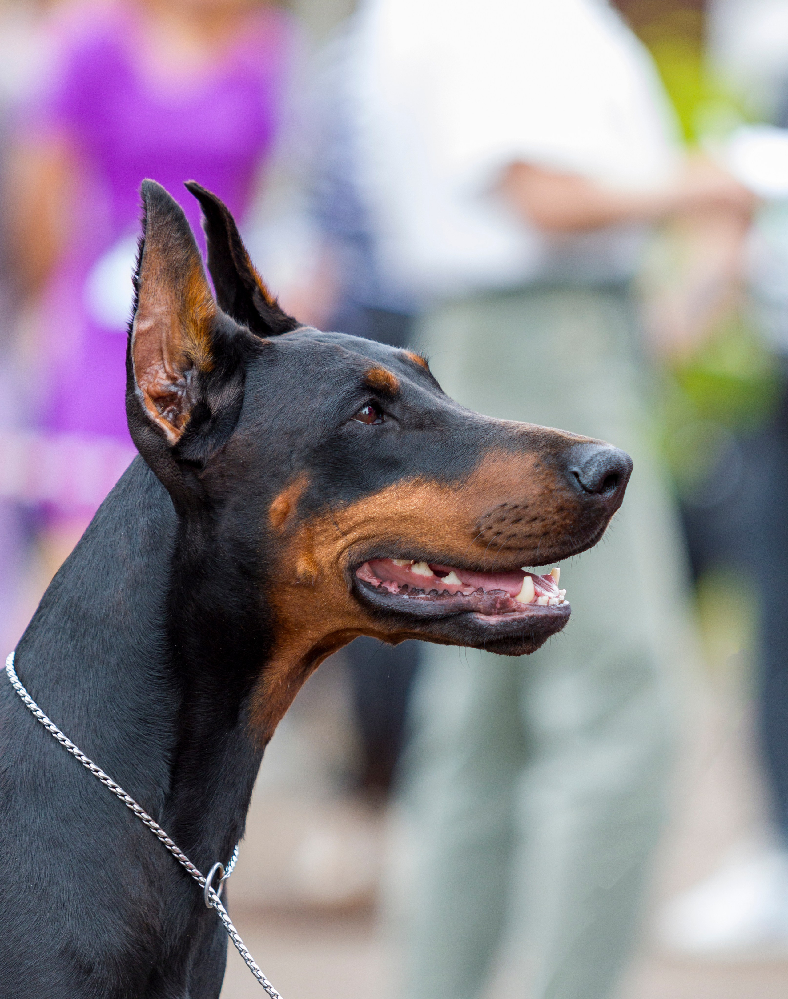 Выставки. Фотограф — анималист Татьяна Ли