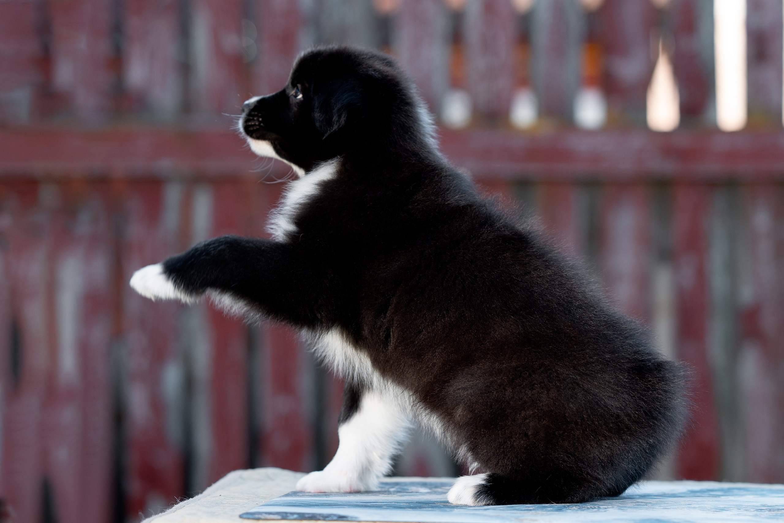 Заводчик Влада Эльман. Творческий фотограф Вологда