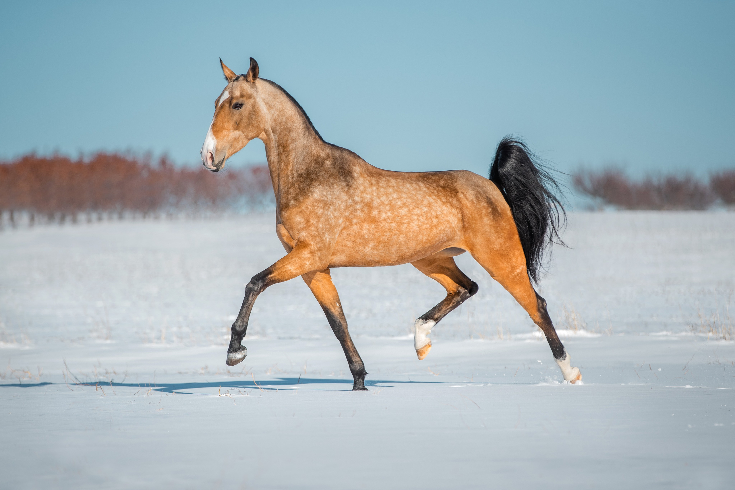 В движении. Фотограф-анималист Ксендзова Кристина
