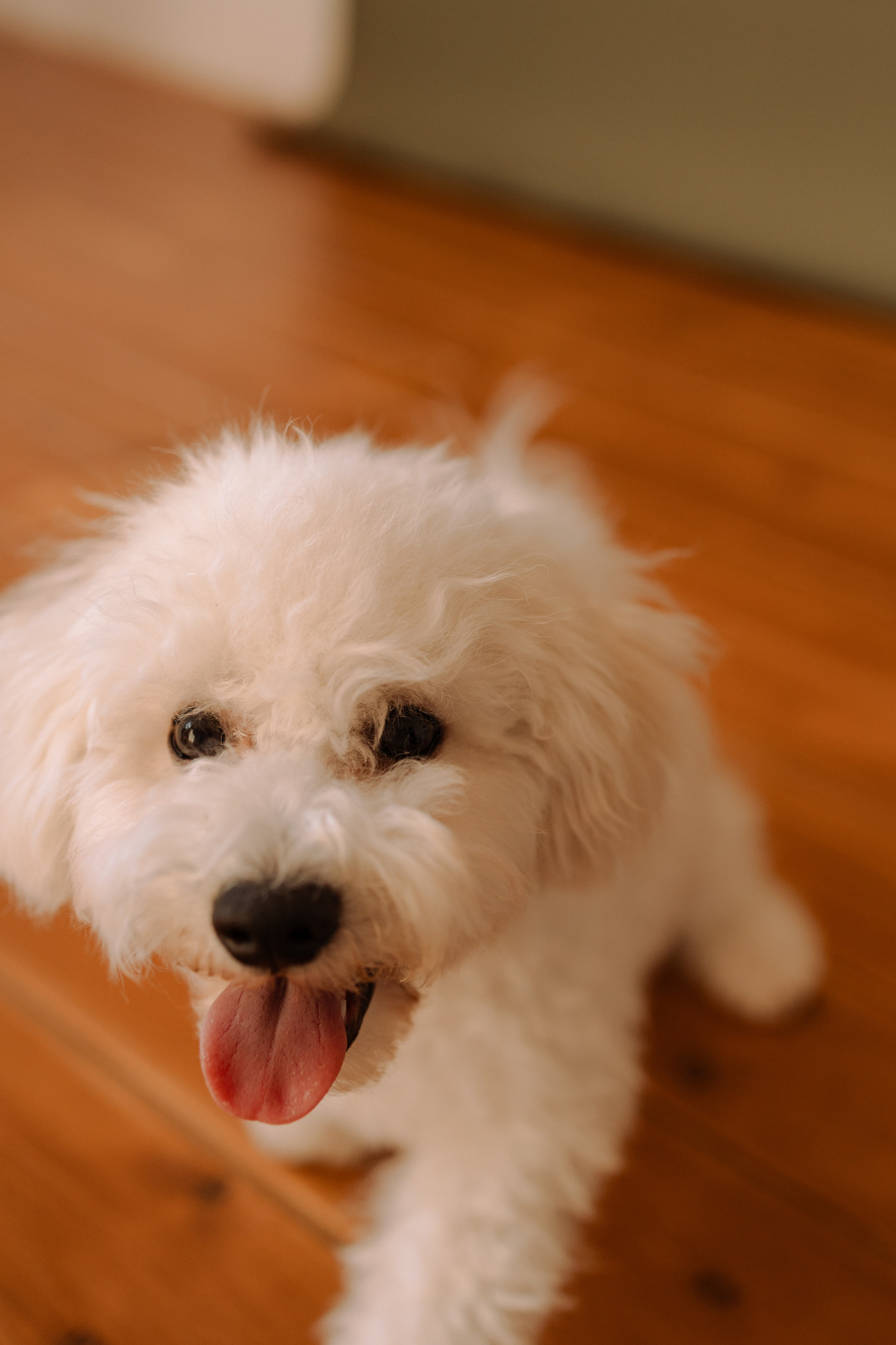 Луна и ее семья. Фотограф — Анималист | Санкт-Петербург