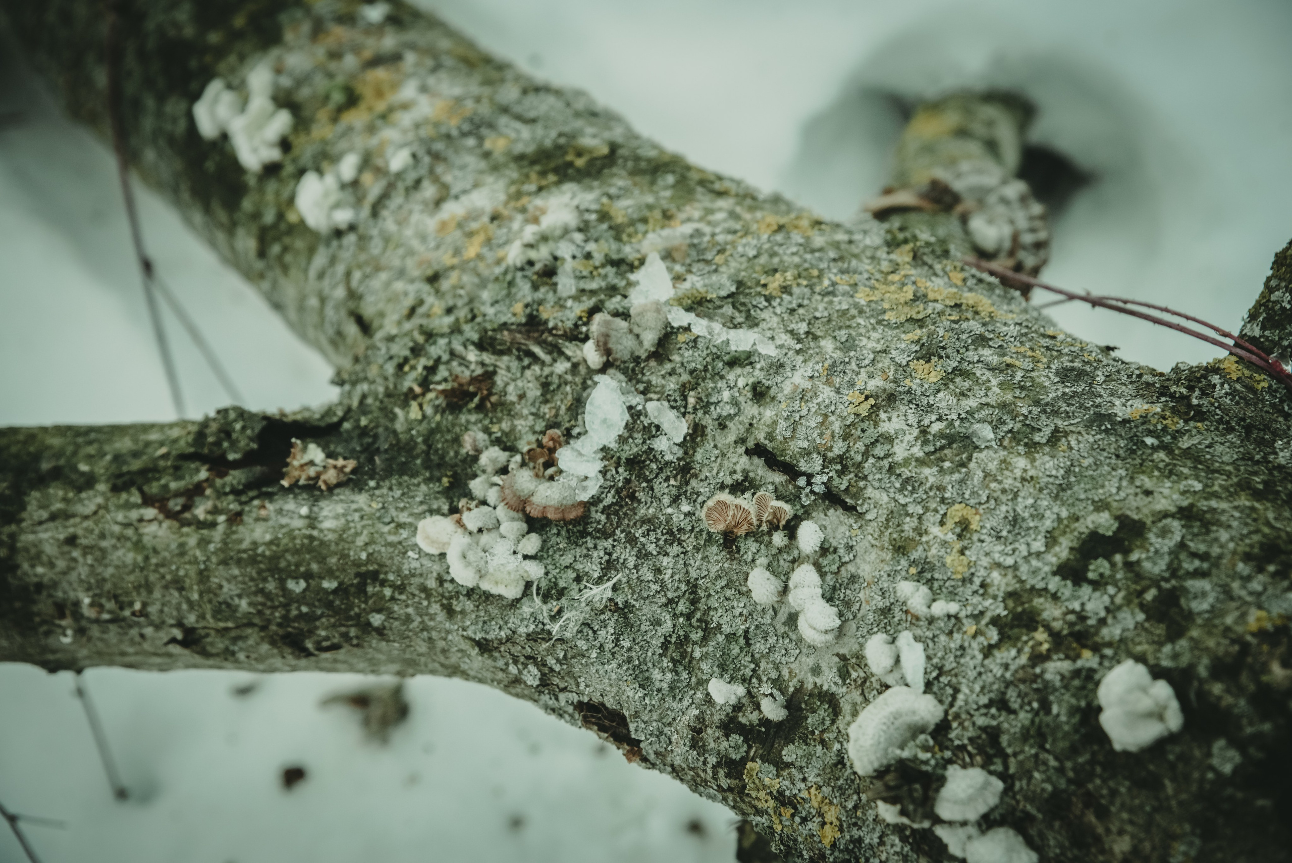 Зима любви. Фотограф Крещение Венчание Москва