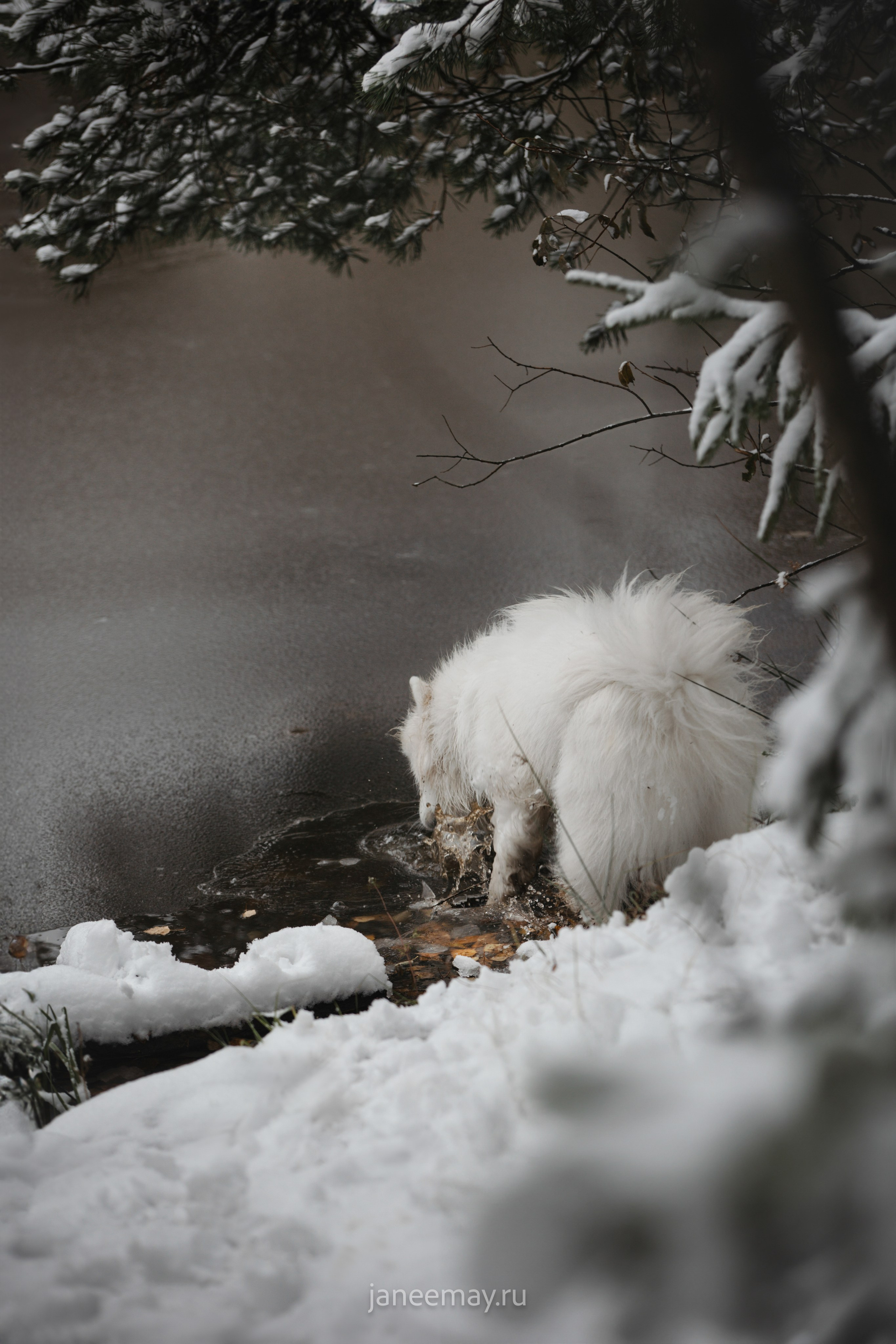 Фото собак, животных зимой. Фотограф анималист в Москве Майорова Евгения