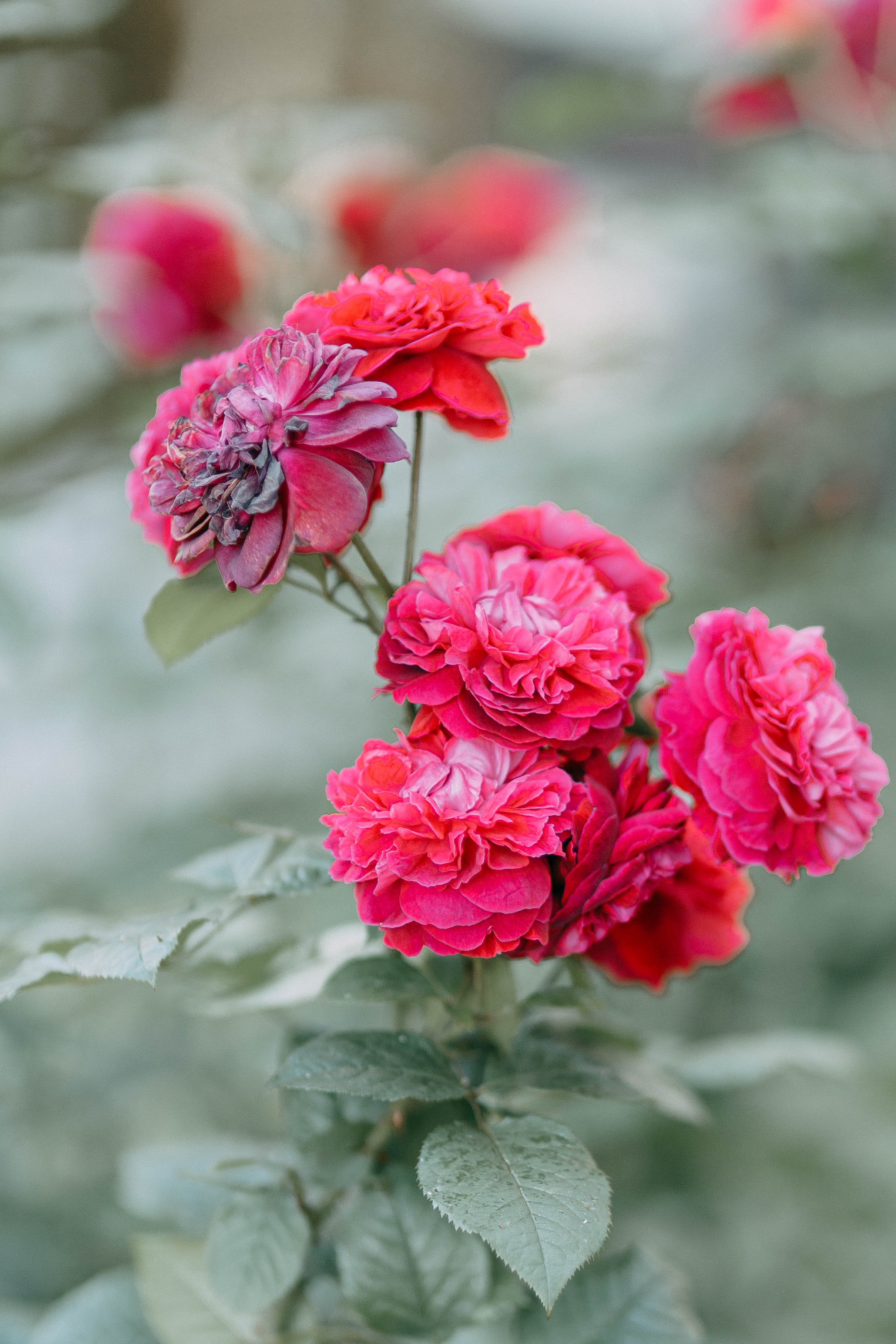 Луиза и Клим. Свадебный и семейный фотограф в Уфе