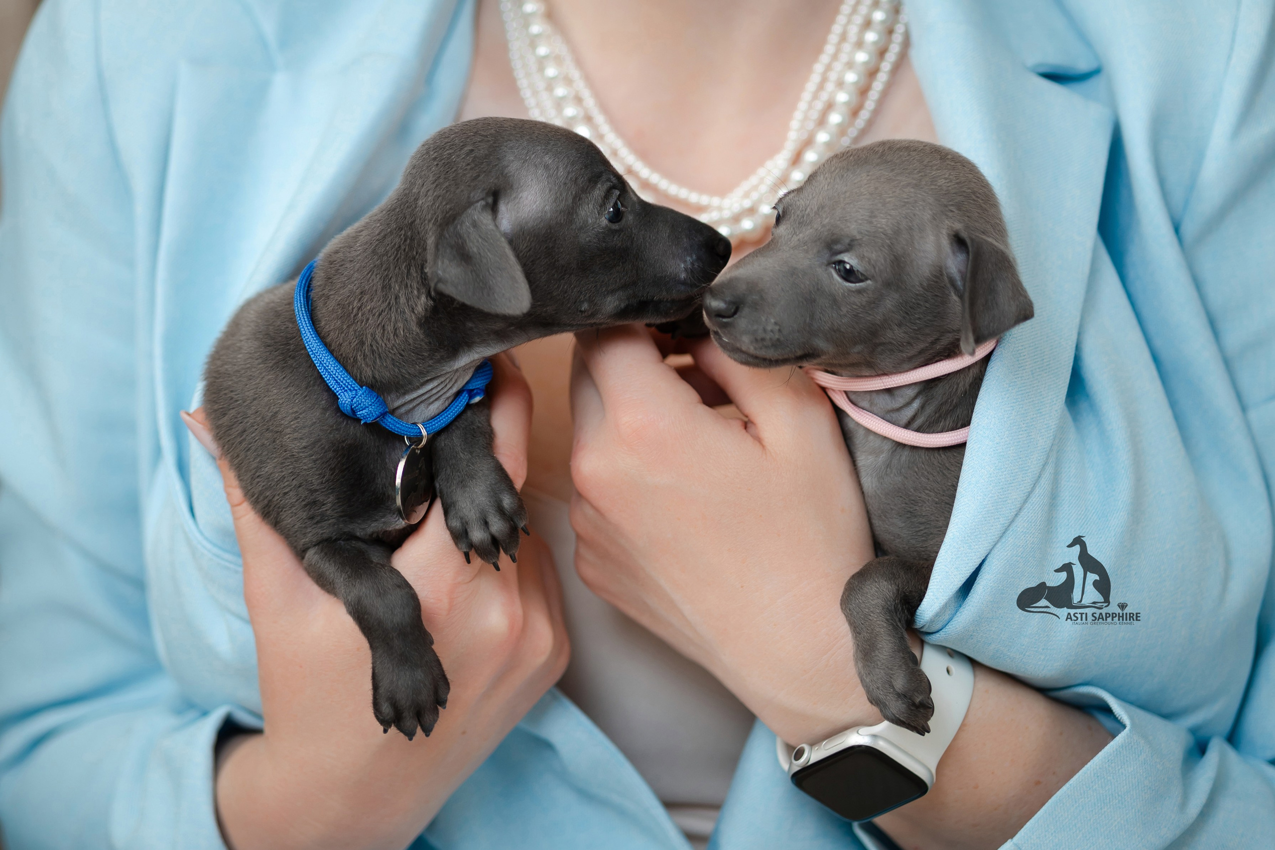 Весенние крошки. Professional Italian Greyhound Kennel RKF/FCI ASTI SAPPHIRE 💎 Sochi|St. Petersburg