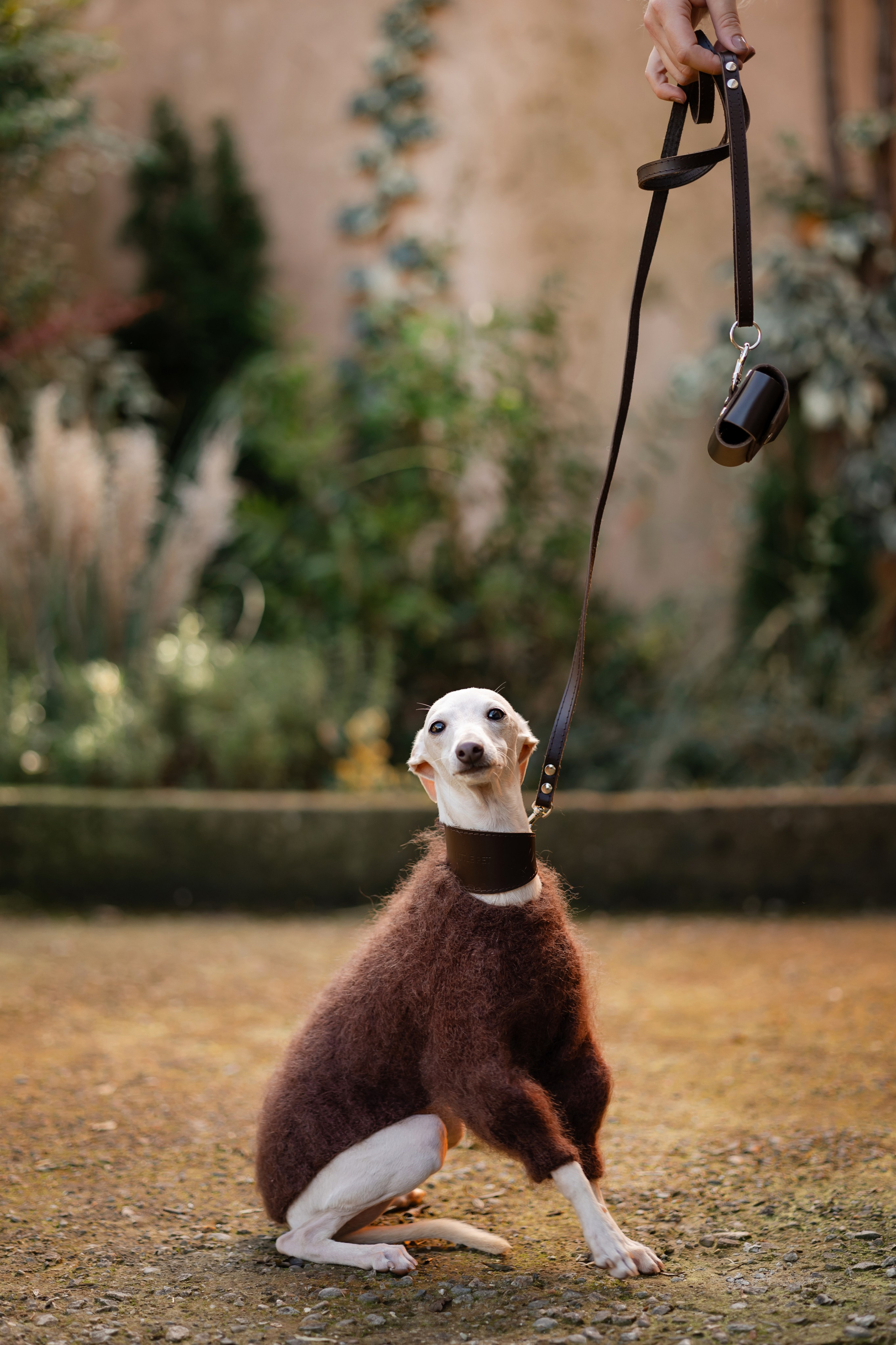 Прогулки. Профессиональный питомник левреток РКФ/FCI ASTI SAPPHIRE 💎 Сочи|Санкт-Петербург