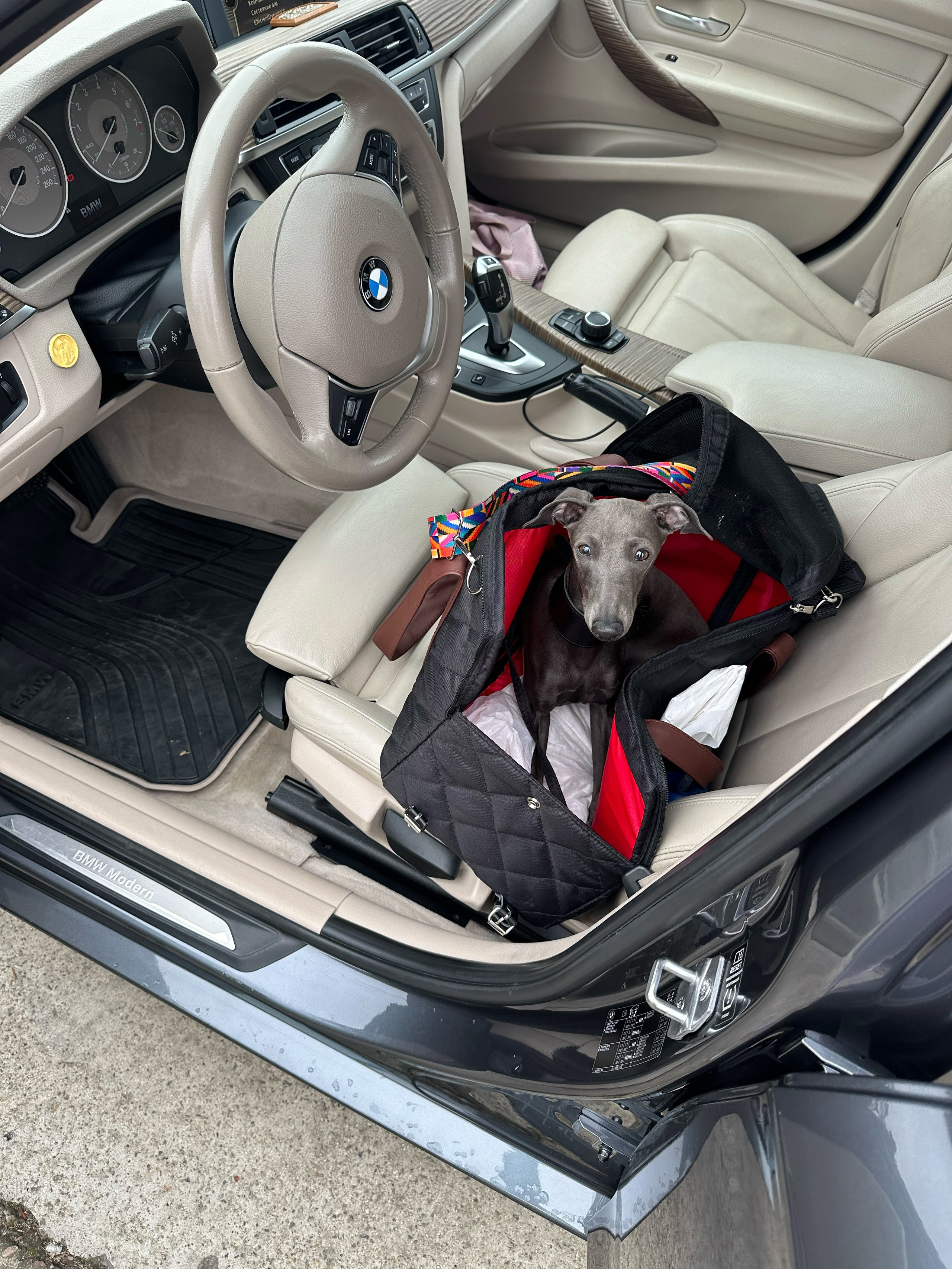 Путешествия. Профессиональный питомник левреток РКФ/FCI ASTI SAPPHIRE 💎 Сочи|Санкт-Петербург