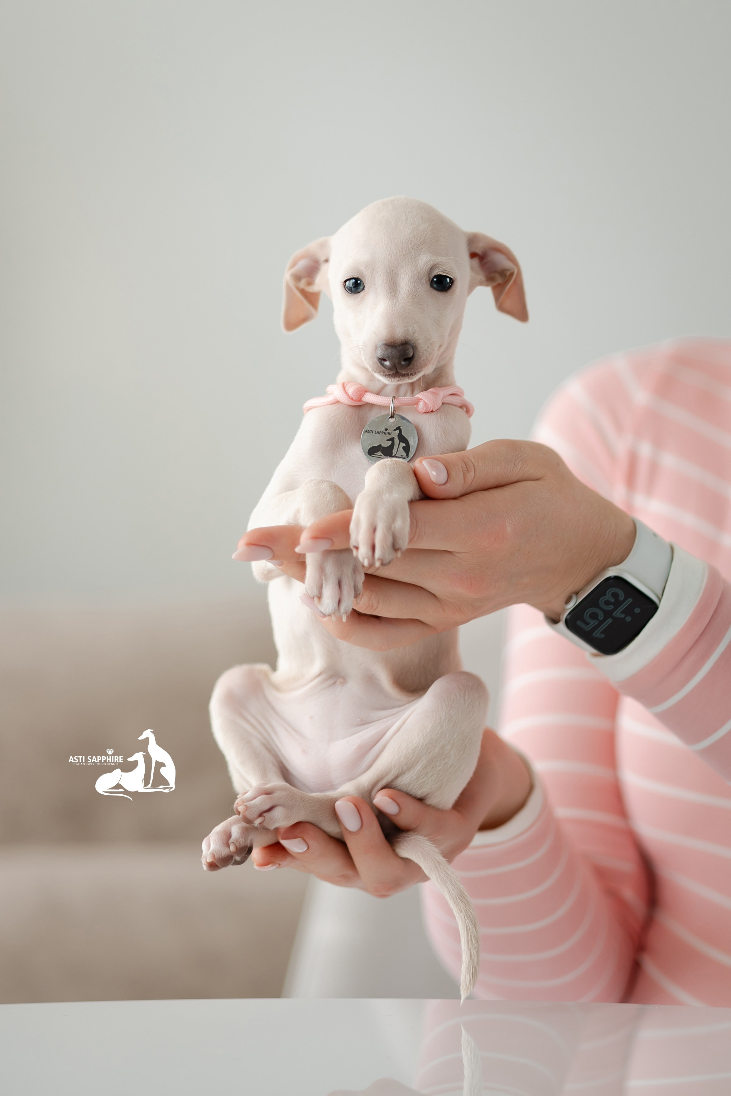 Белоснежные. Professional Italian Greyhound Kennel RKF/FCI ASTI SAPPHIRE 💎 Sochi|St. Petersburg