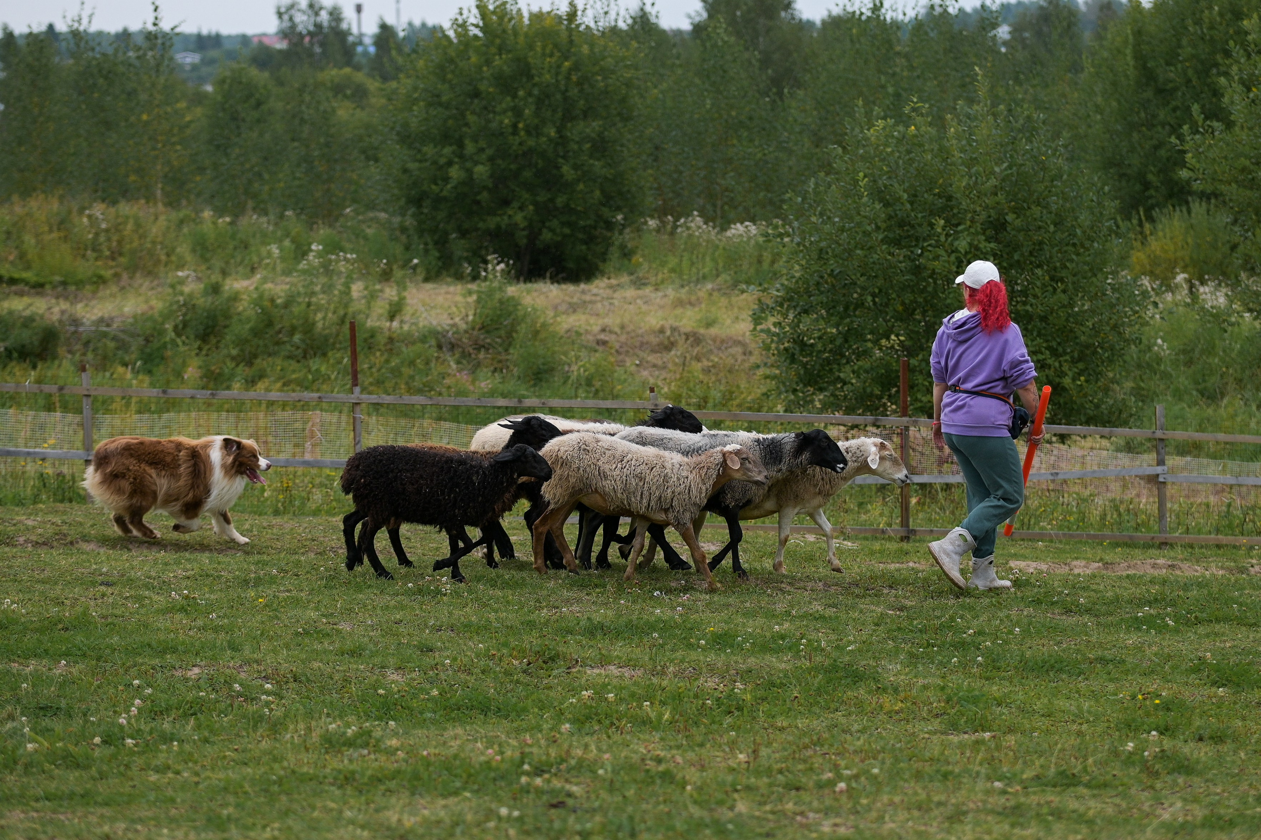 Пастьба собак. Творческий фотограф Вологда