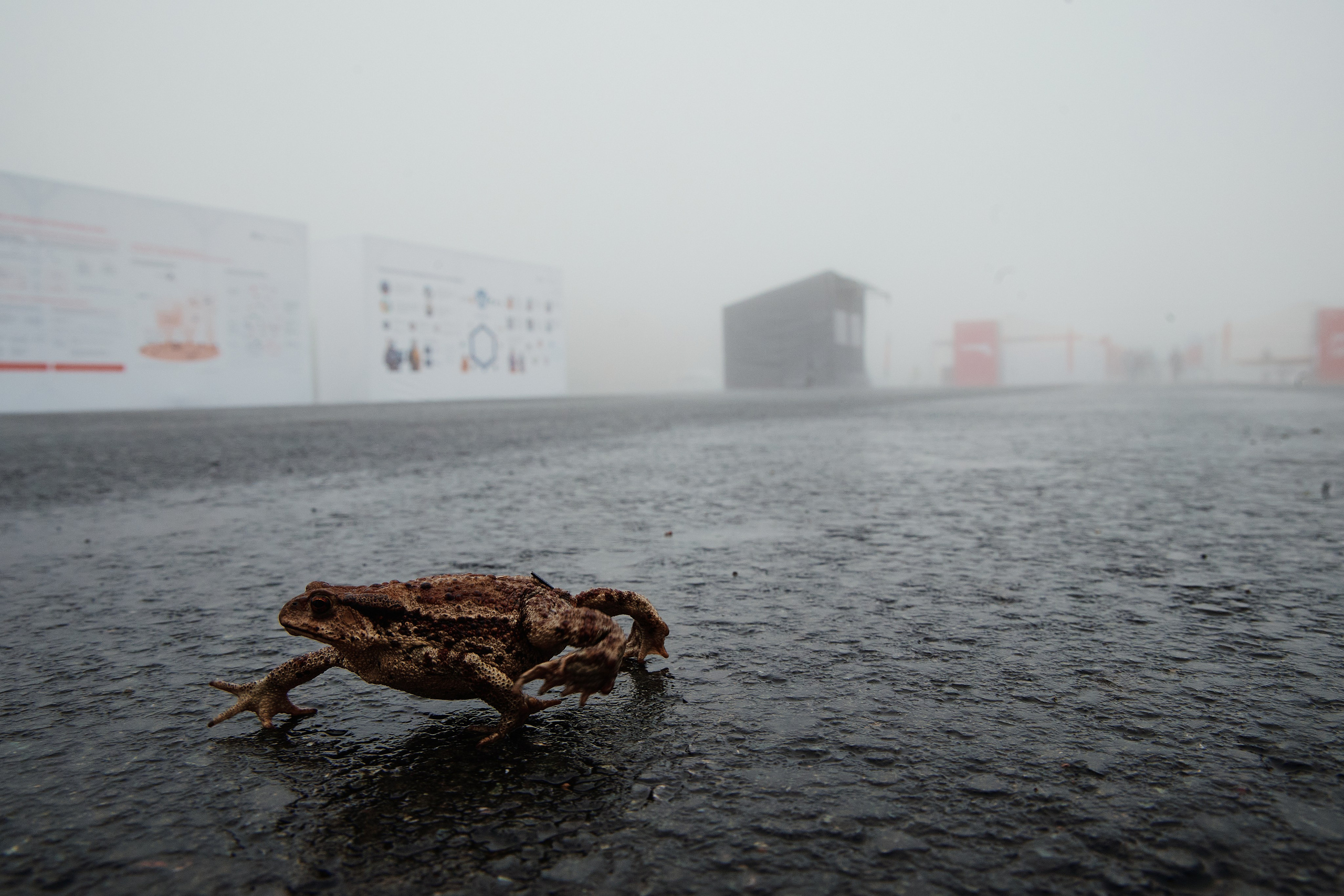 Соревнования дронов | Архипелаг 2024 | Сахалин. Фотограф в Челябинске — Дмитрий Носов