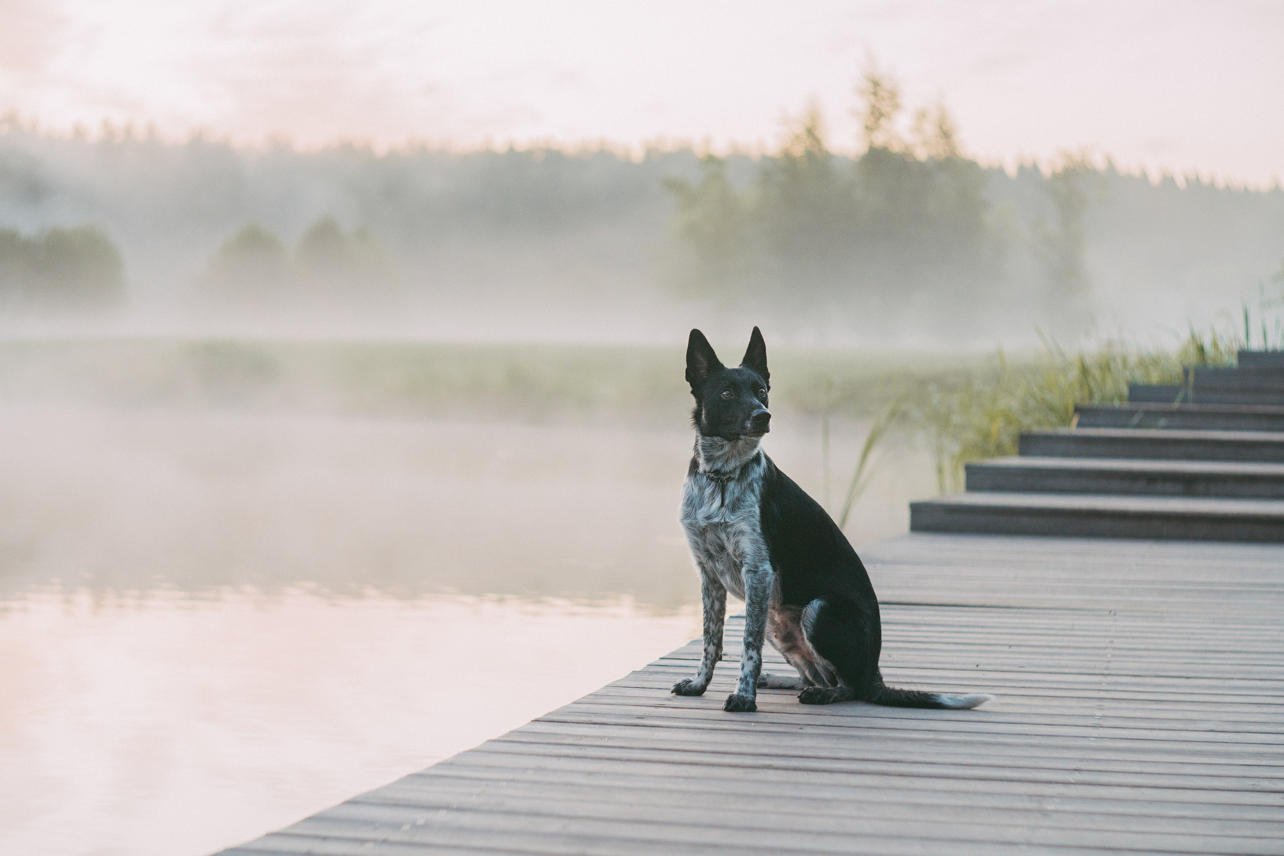 Катя, Сергей и Флинт. Фотограф анималист в Москве и Санкт-Петербурге Свиридова Анна