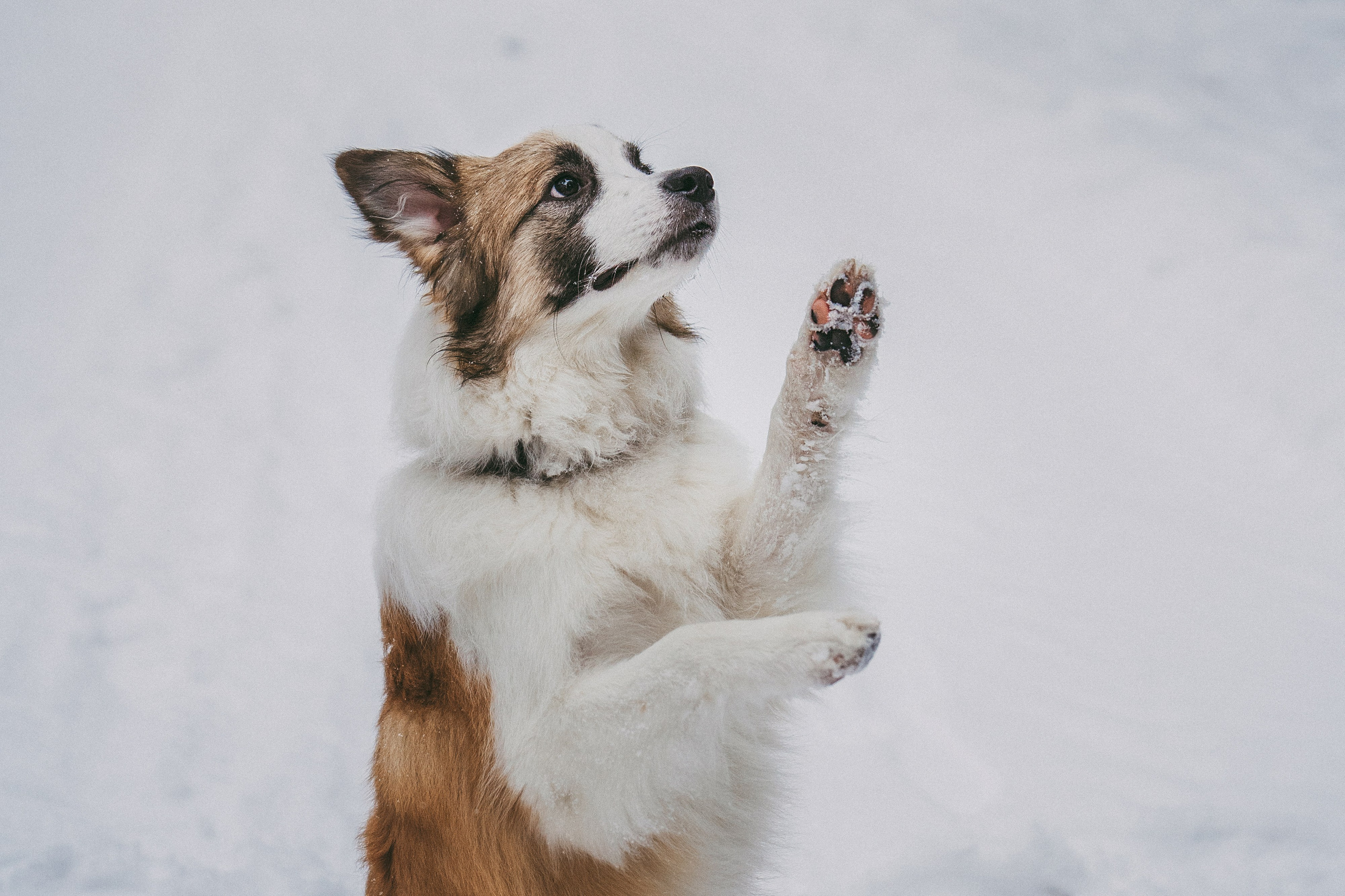 Катя, Анатолий и Елай. Фотограф анималист в Москве и Санкт-Петербурге Свиридова Анна