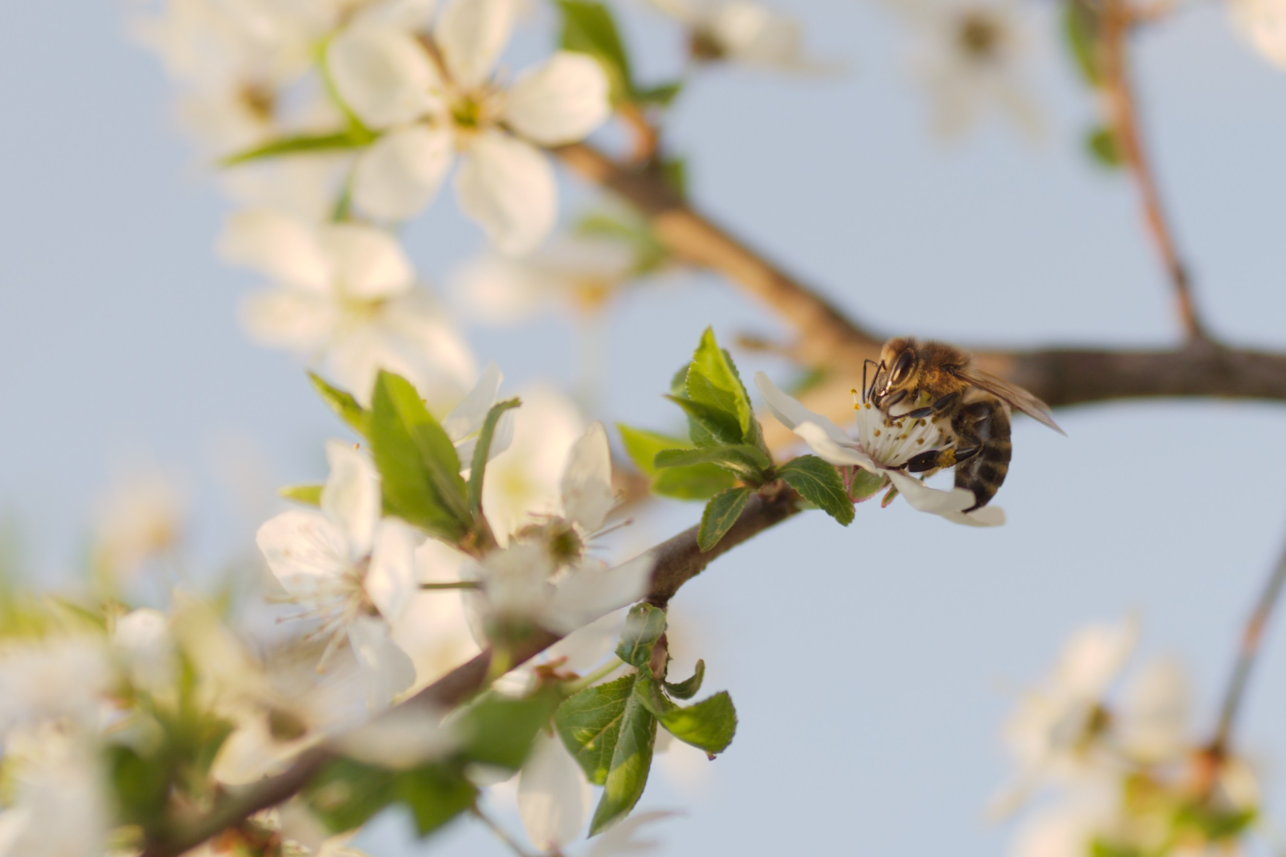 Чудесная природа. Школьные выпускные альбомы в Москве Марина Николаева
