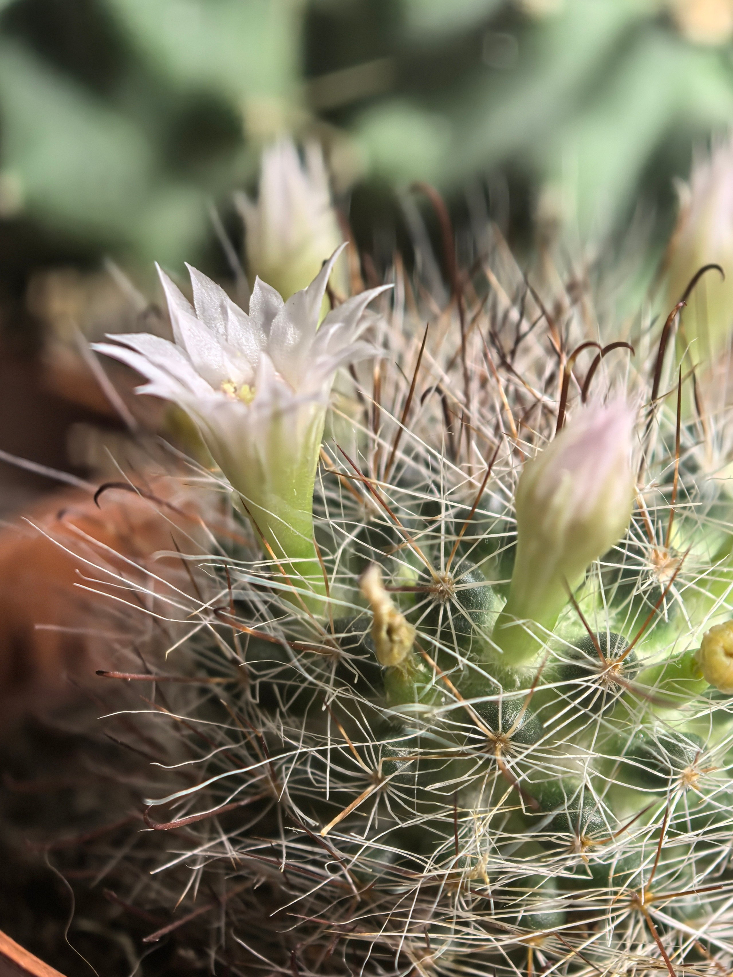 ПочтиМАКРО. Школьные выпускные альбомы в Москве Марина Николаева