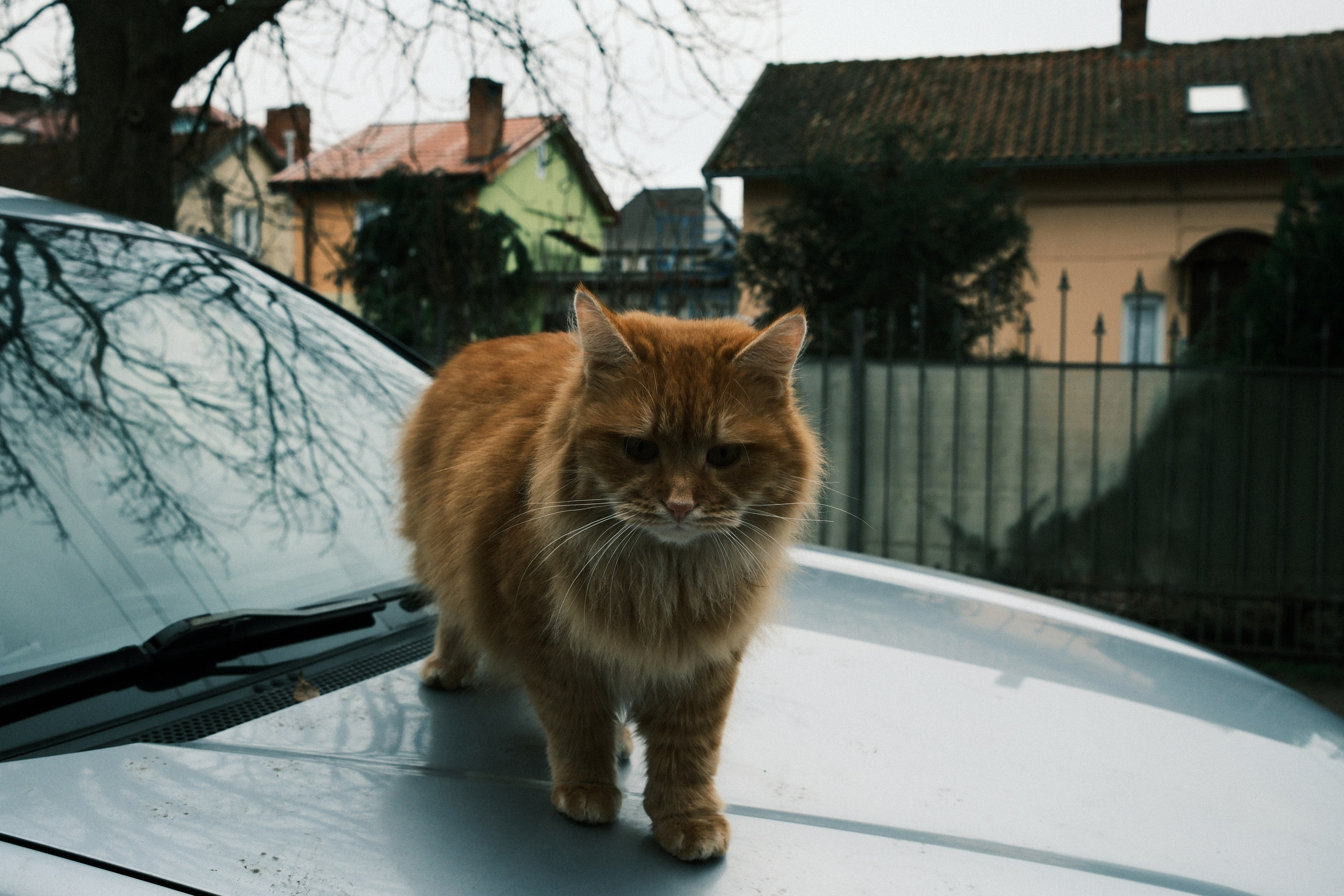 Зеленоградск. Калининградская область. Алексей Торопов фотограф