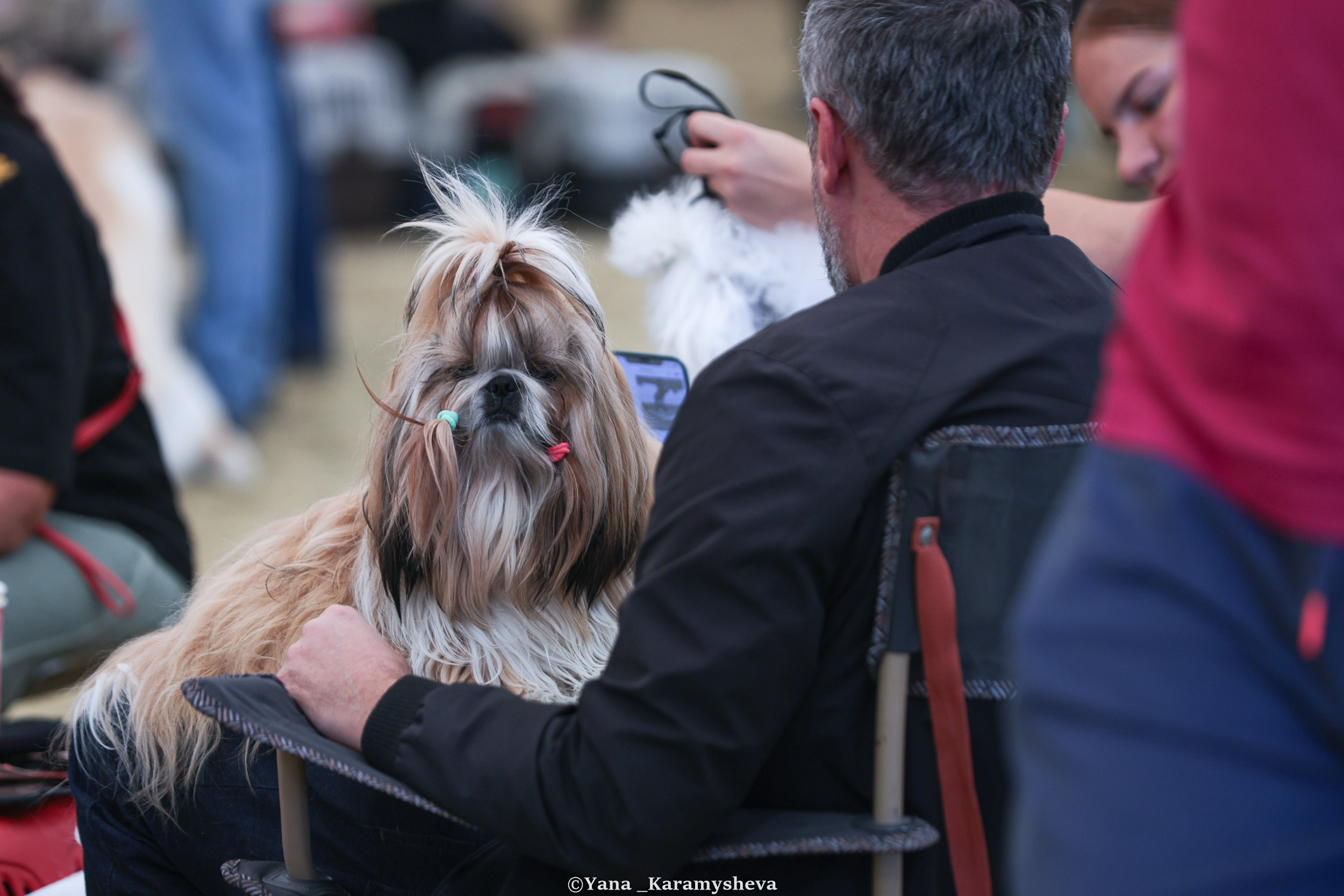 Экстерьерная, ринговая. Yana Karamysheva Animal Photo