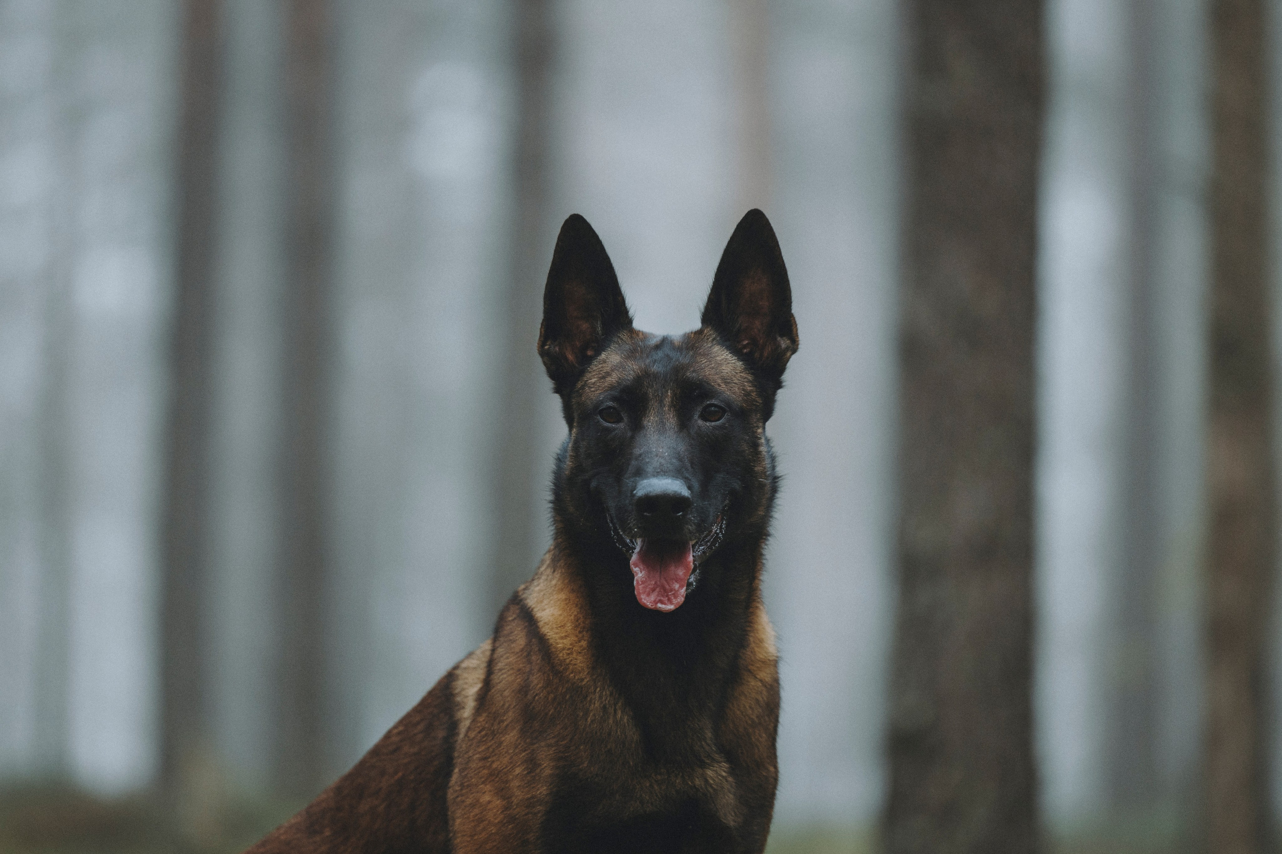 Рики и Цедра. Фотограф-анималист Анна Маринич