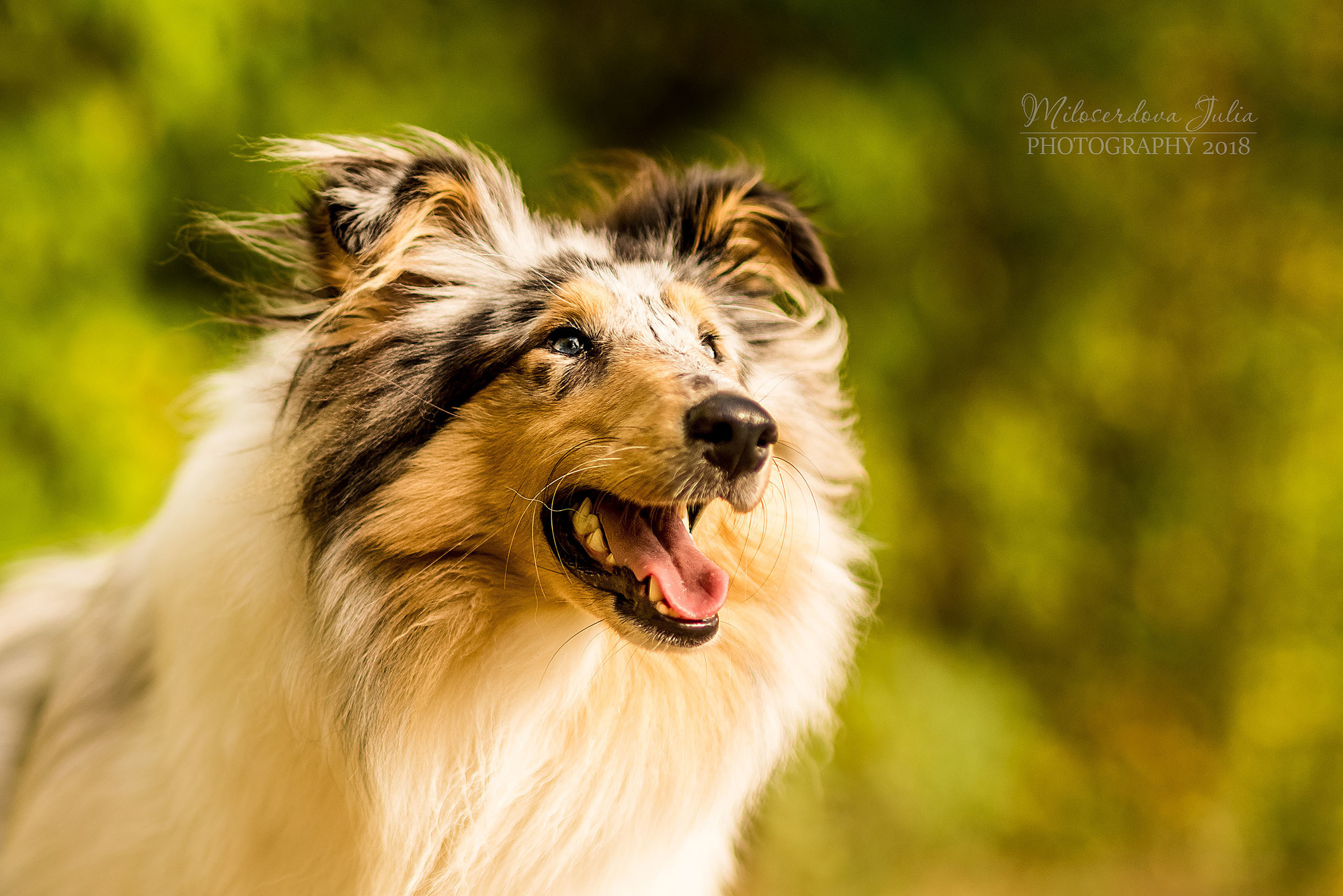 Фотосъёмка домашних животных. Фотограф Юлия Милосердова