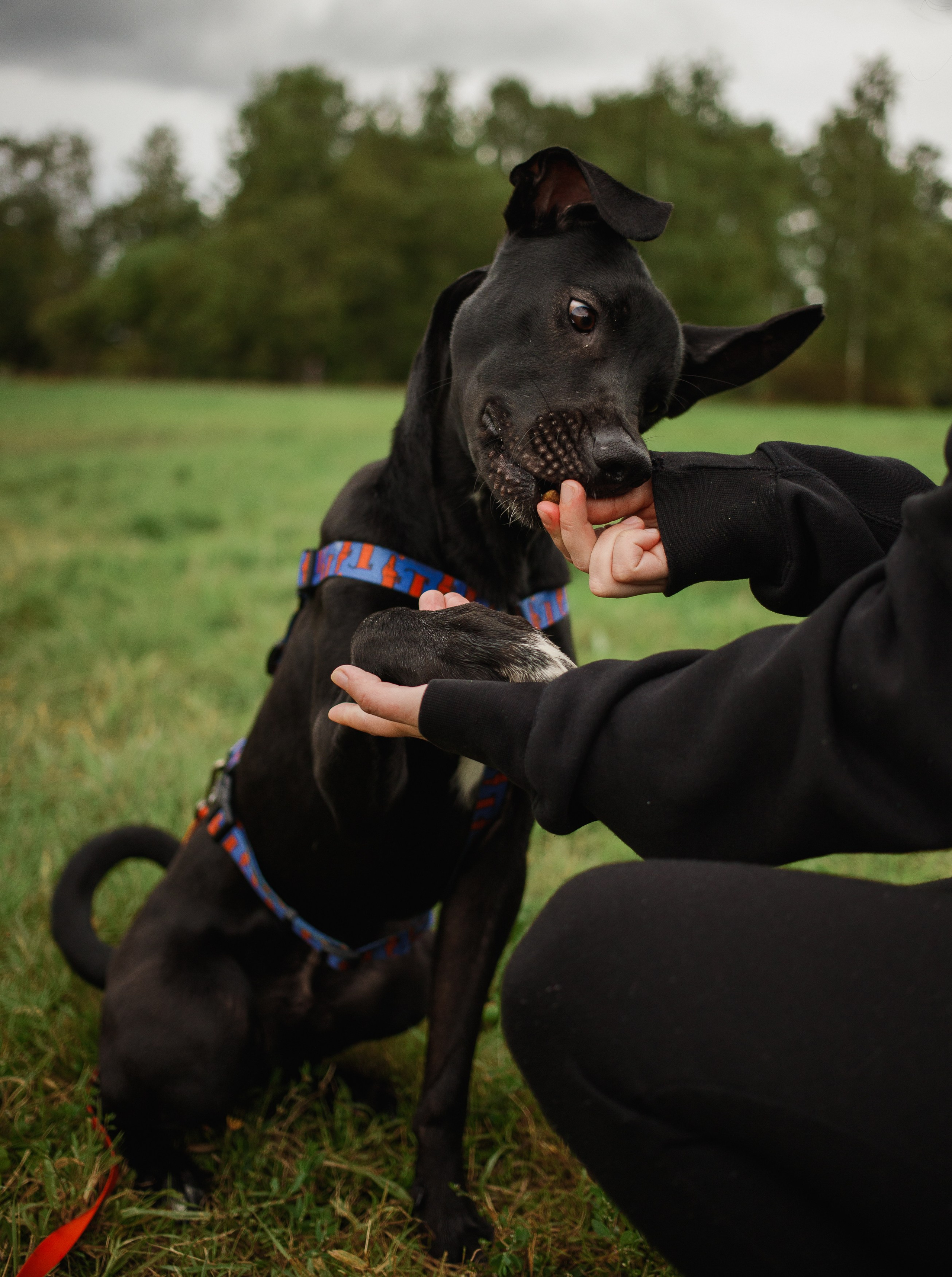 Отис ищет дом. Портретный фотограф в Санкт-Петербурге Катя Протасевич