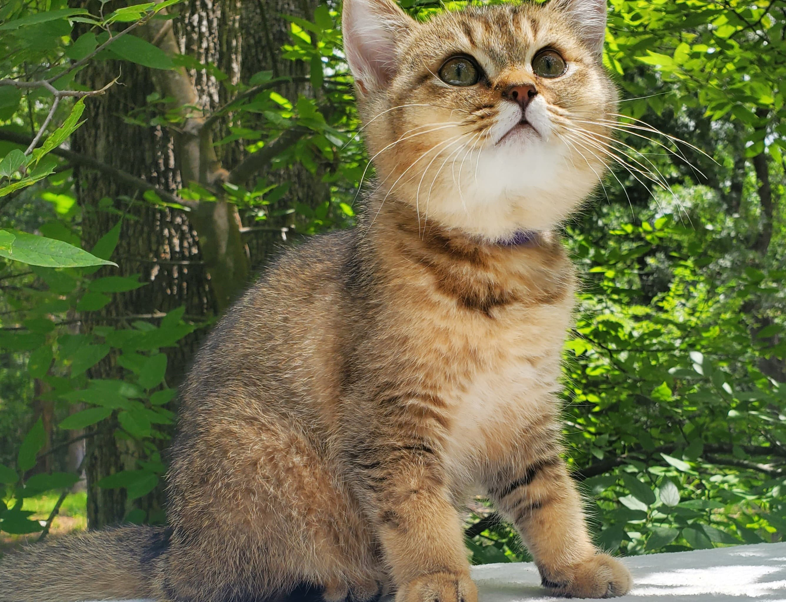 Sammy, male, DB-04.07.25, sold. British shorhair Cats