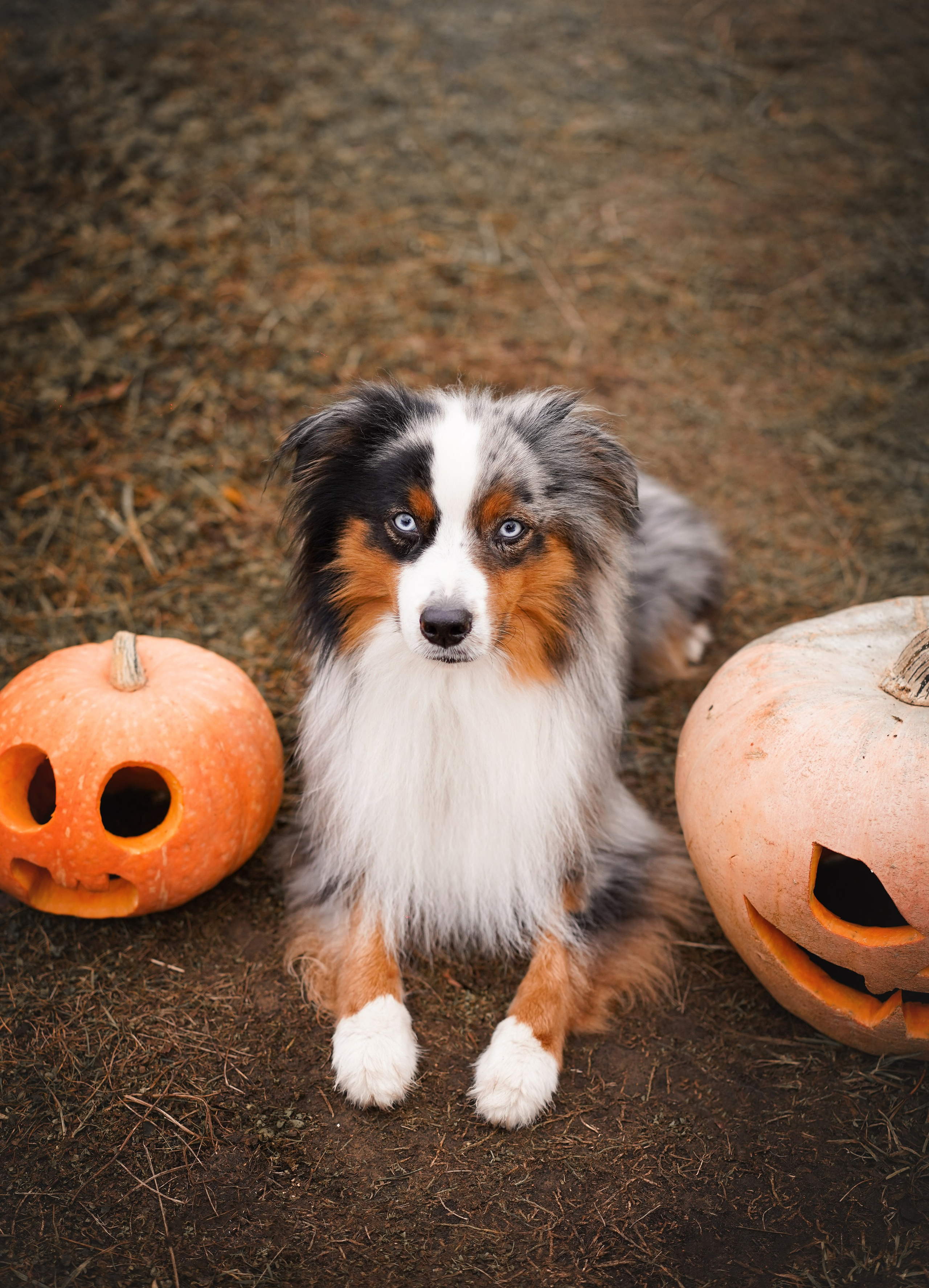 Фотодень Хэллоуин 2025. Фотограф-анималист в Санкт-Петербурге Яна Мартынова