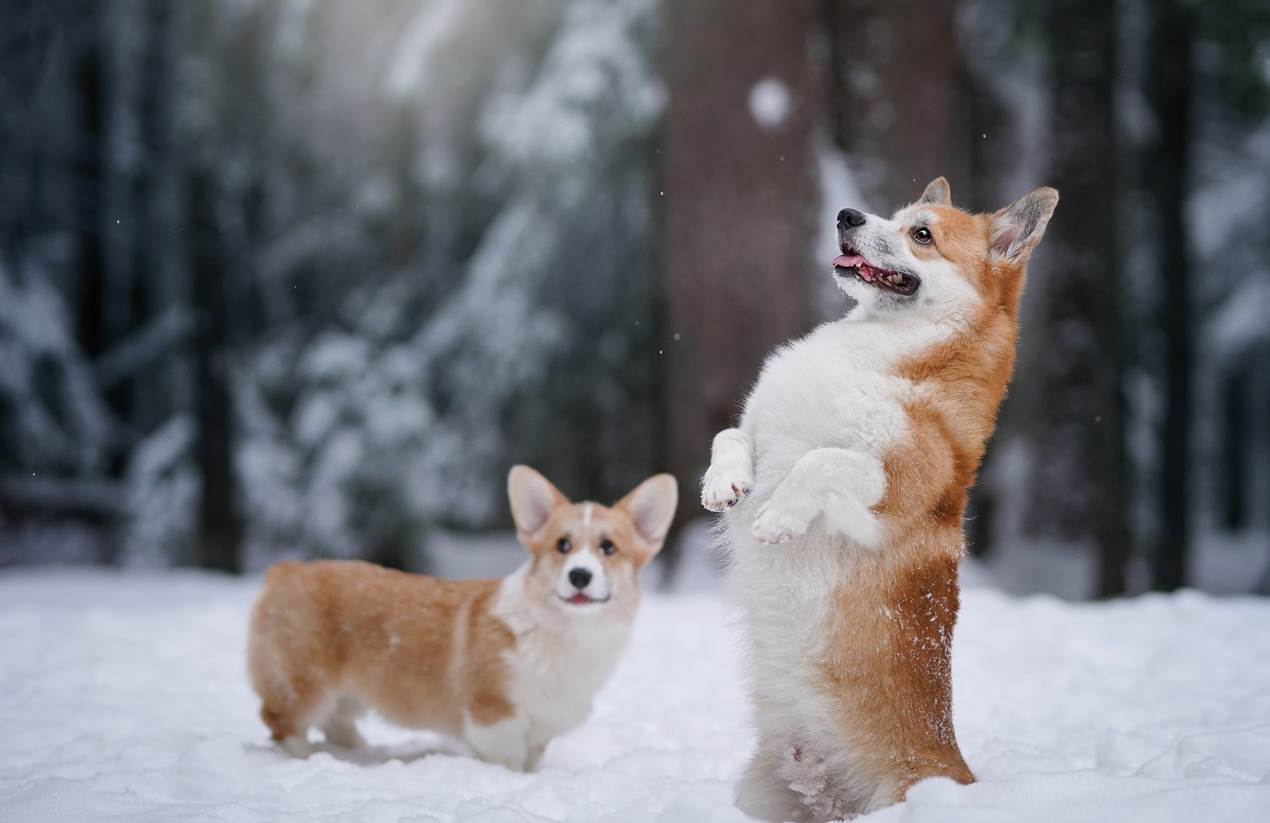 Катя Рокки и Честер. Фотограф-анималист в Санкт-Петербурге Яна Мартынова