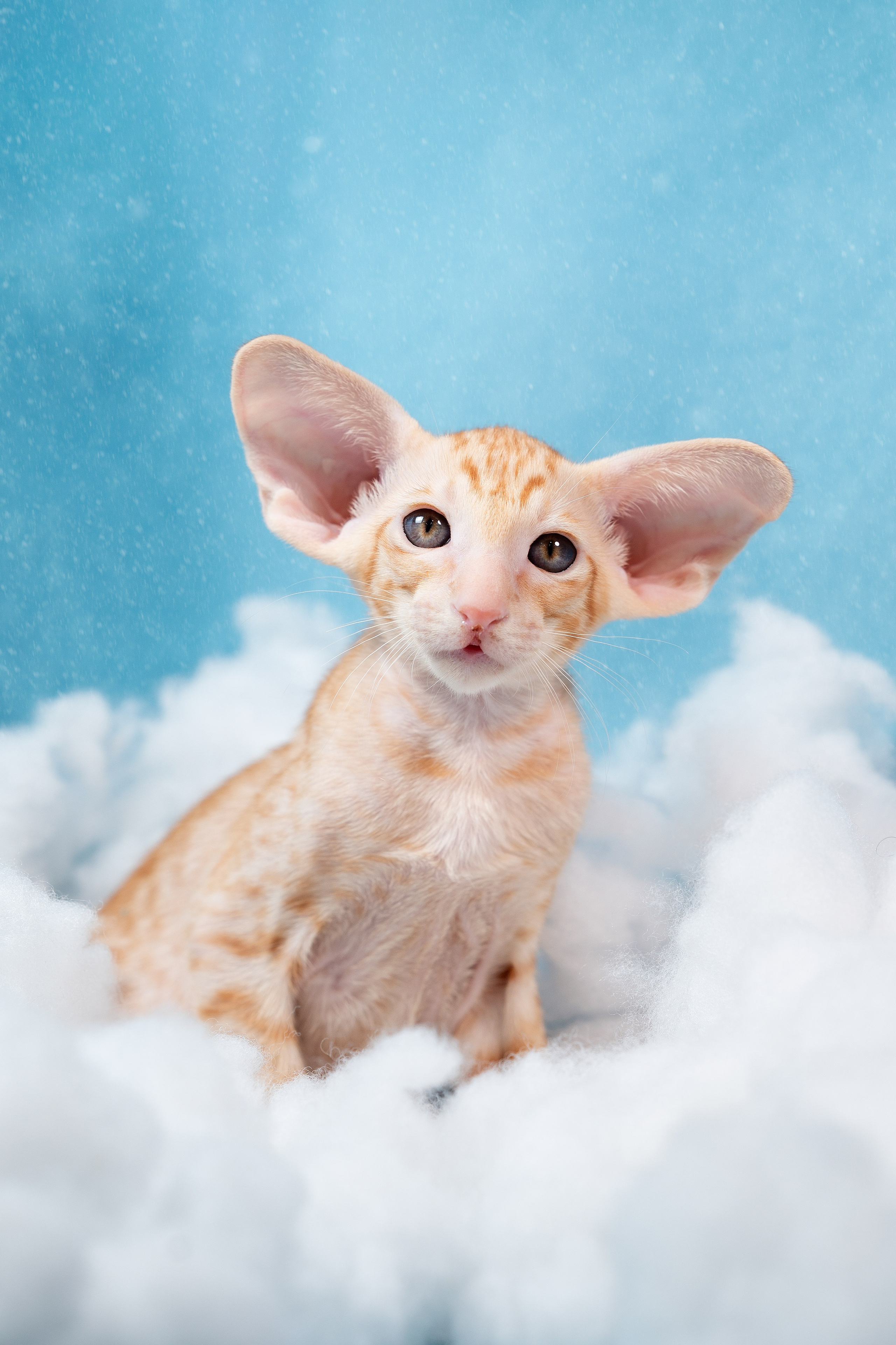 Заводчик Юлия Панова. Творческий фотограф Вологда