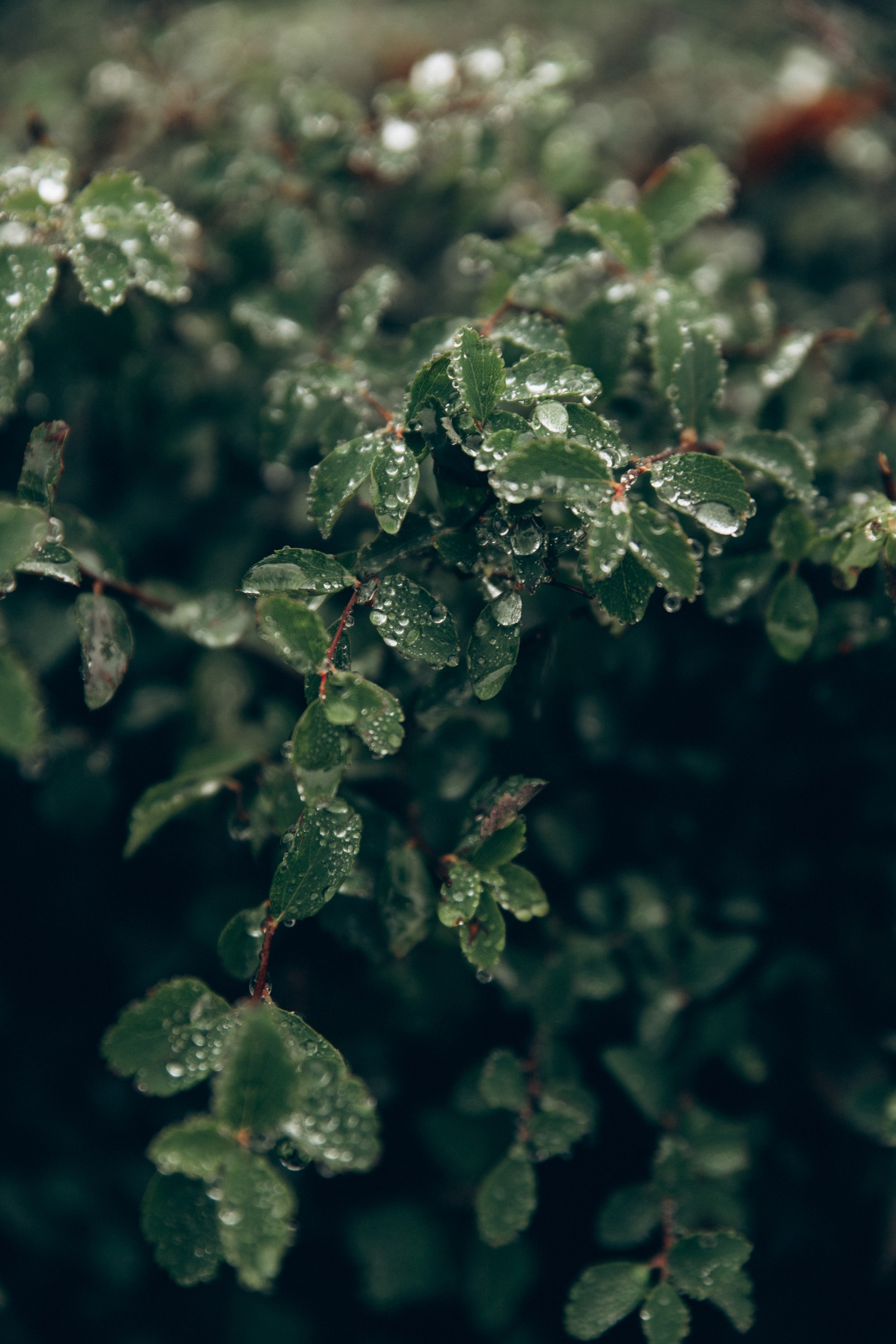 Грузия. Репортажный и детский фотограф в Минске