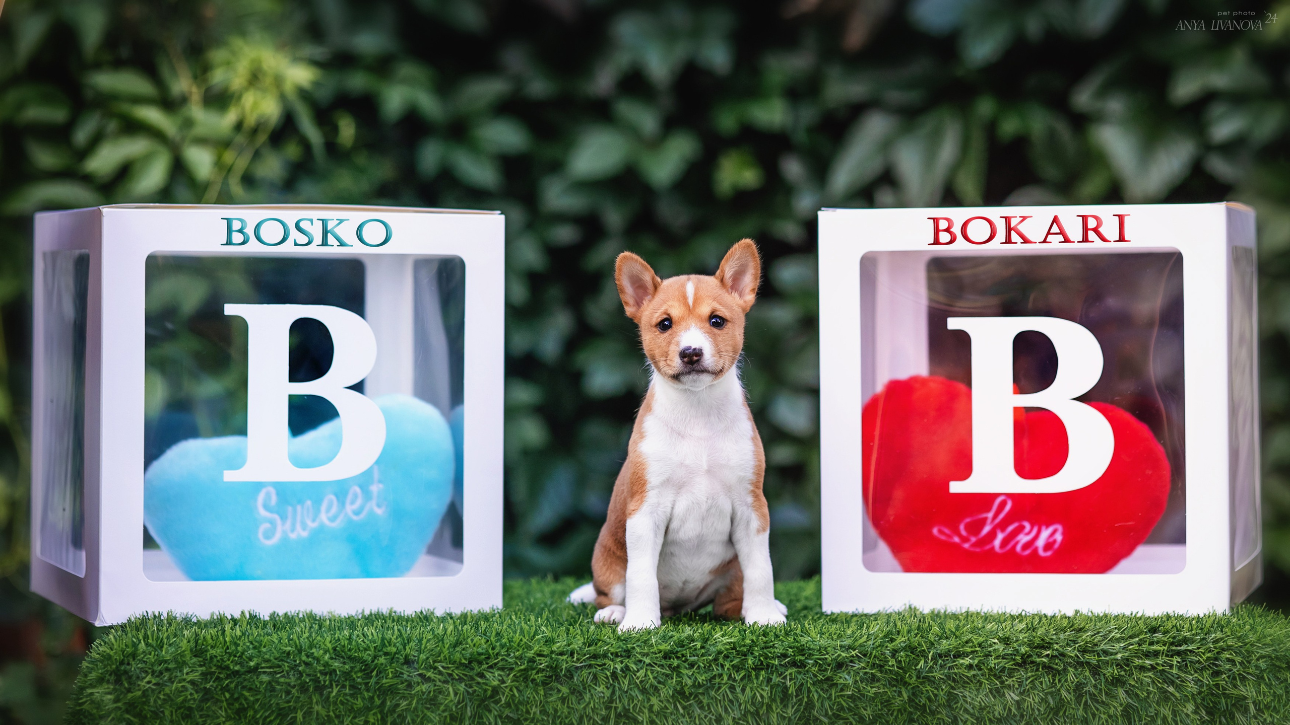 Басенджи. Фотограф анималист Аня Ливанова | Рыбинск