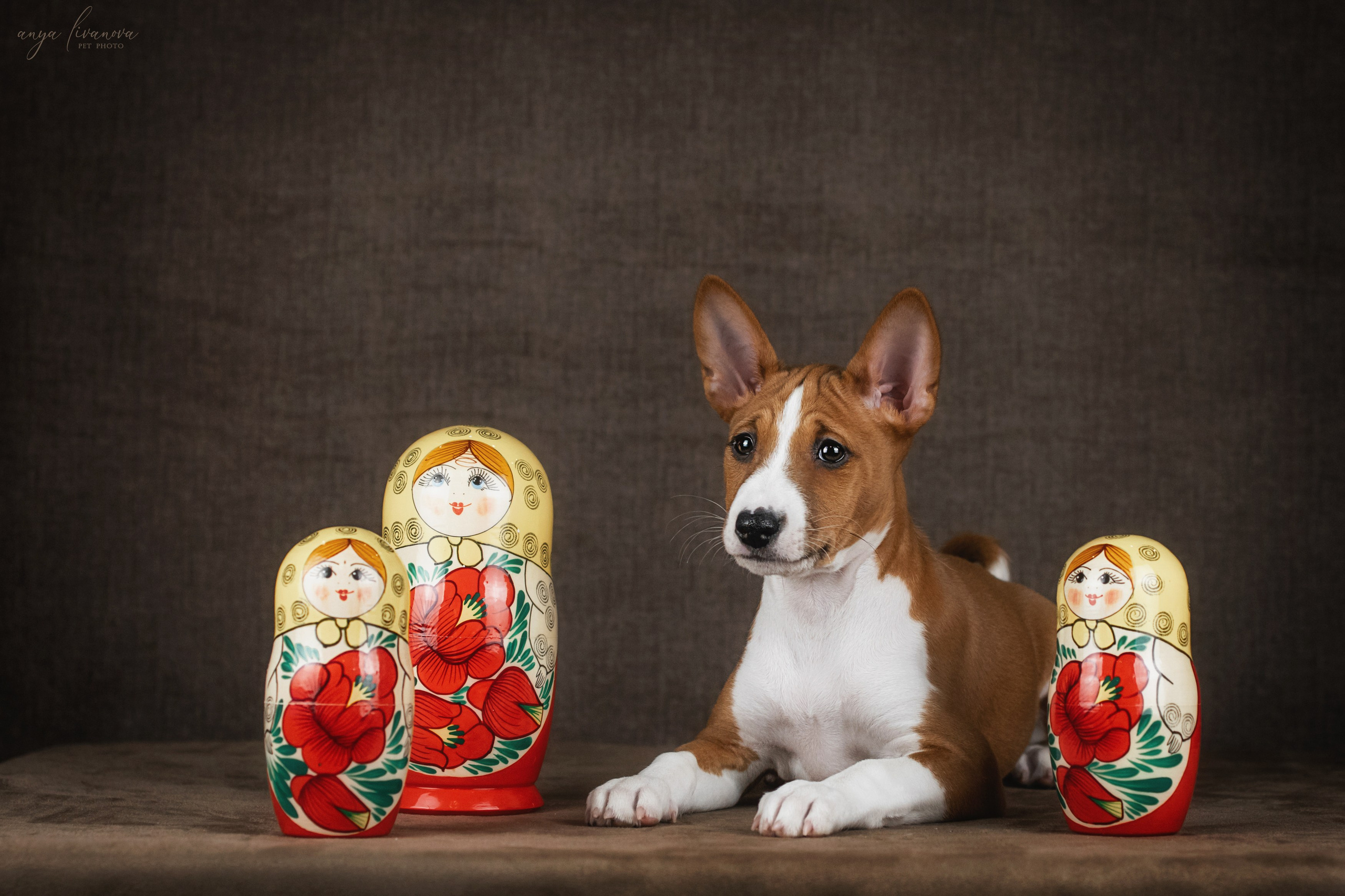 Басенджи. Фотограф анималист Аня Ливанова | Рыбинск