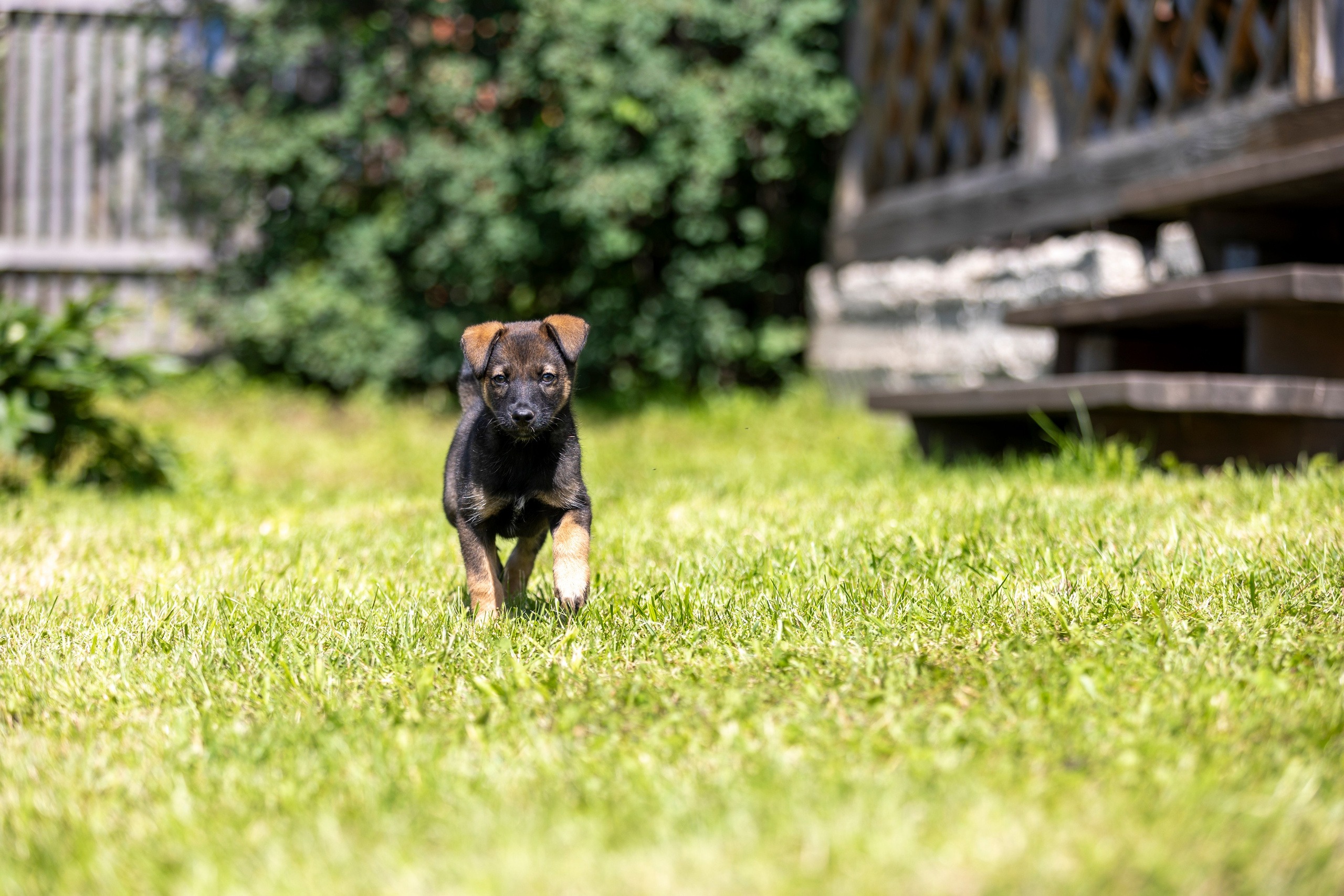 Бездомыши. Фотограф 📸 семейный, предметный, репортажный