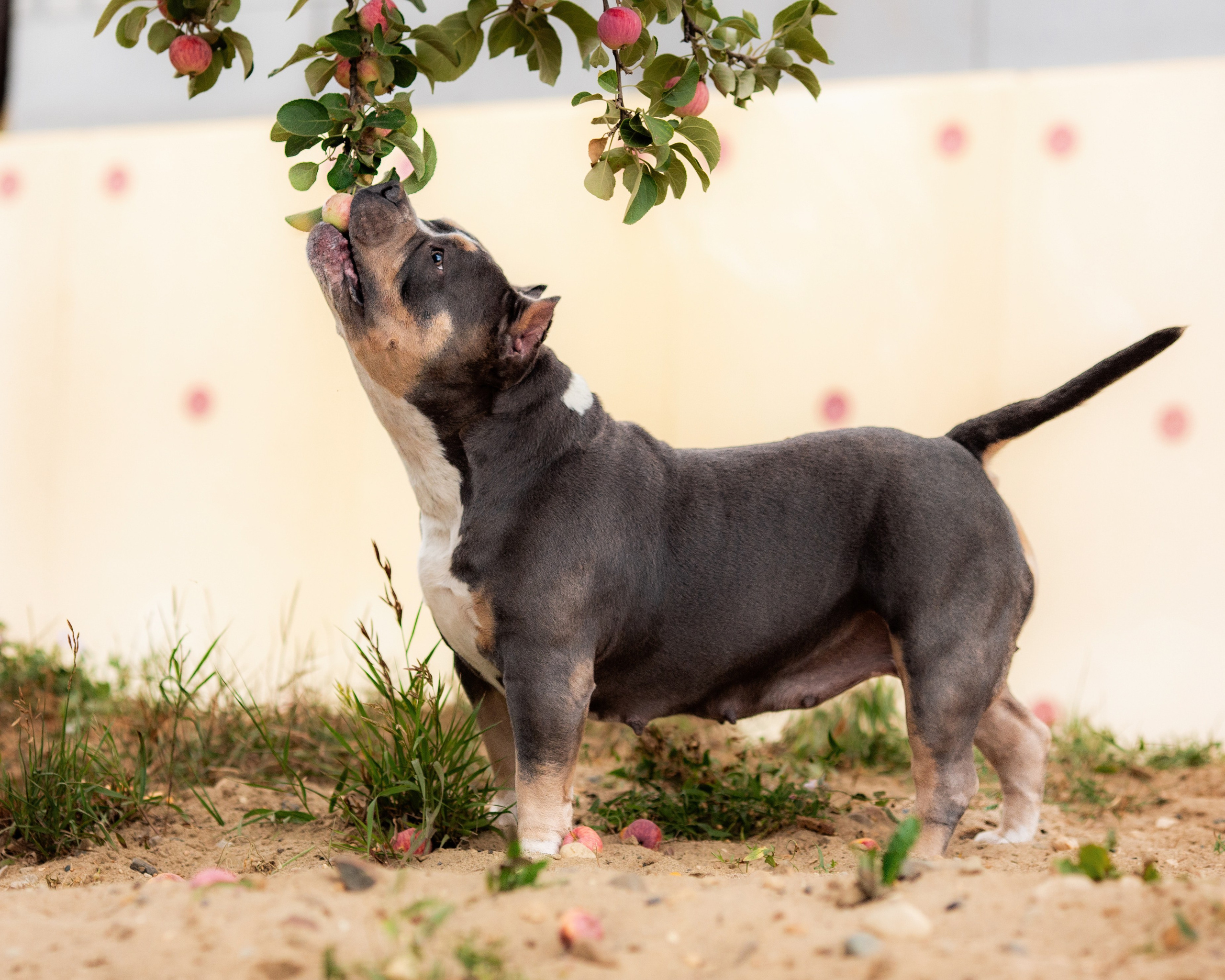 Наталья и булли. Фотограф Анималист в Перми Анастасия Остерман