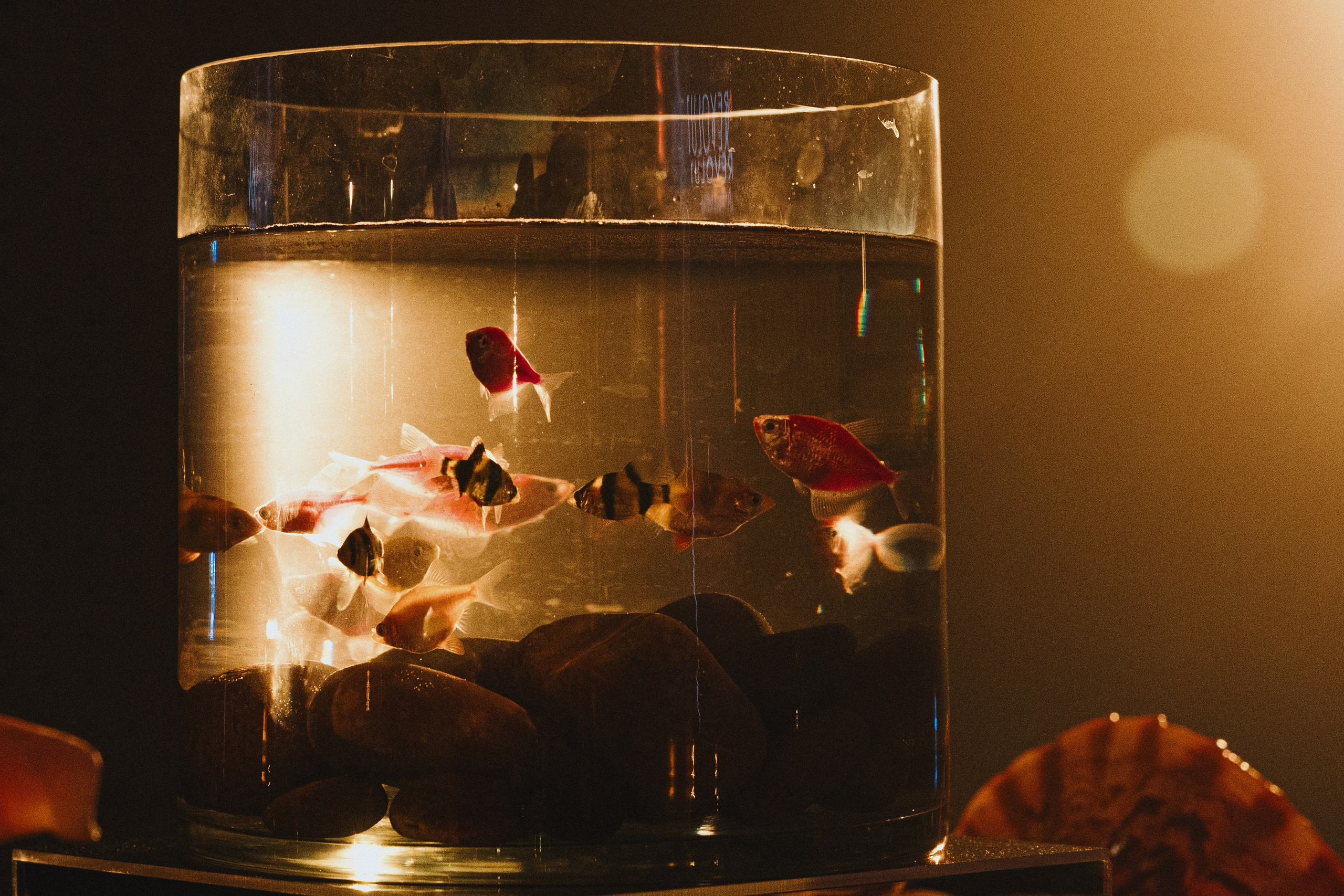 9 лет Doubletree by Hilton Tyumen. Свадебный и портретный фотограф в Тюмени Женя Черемнова