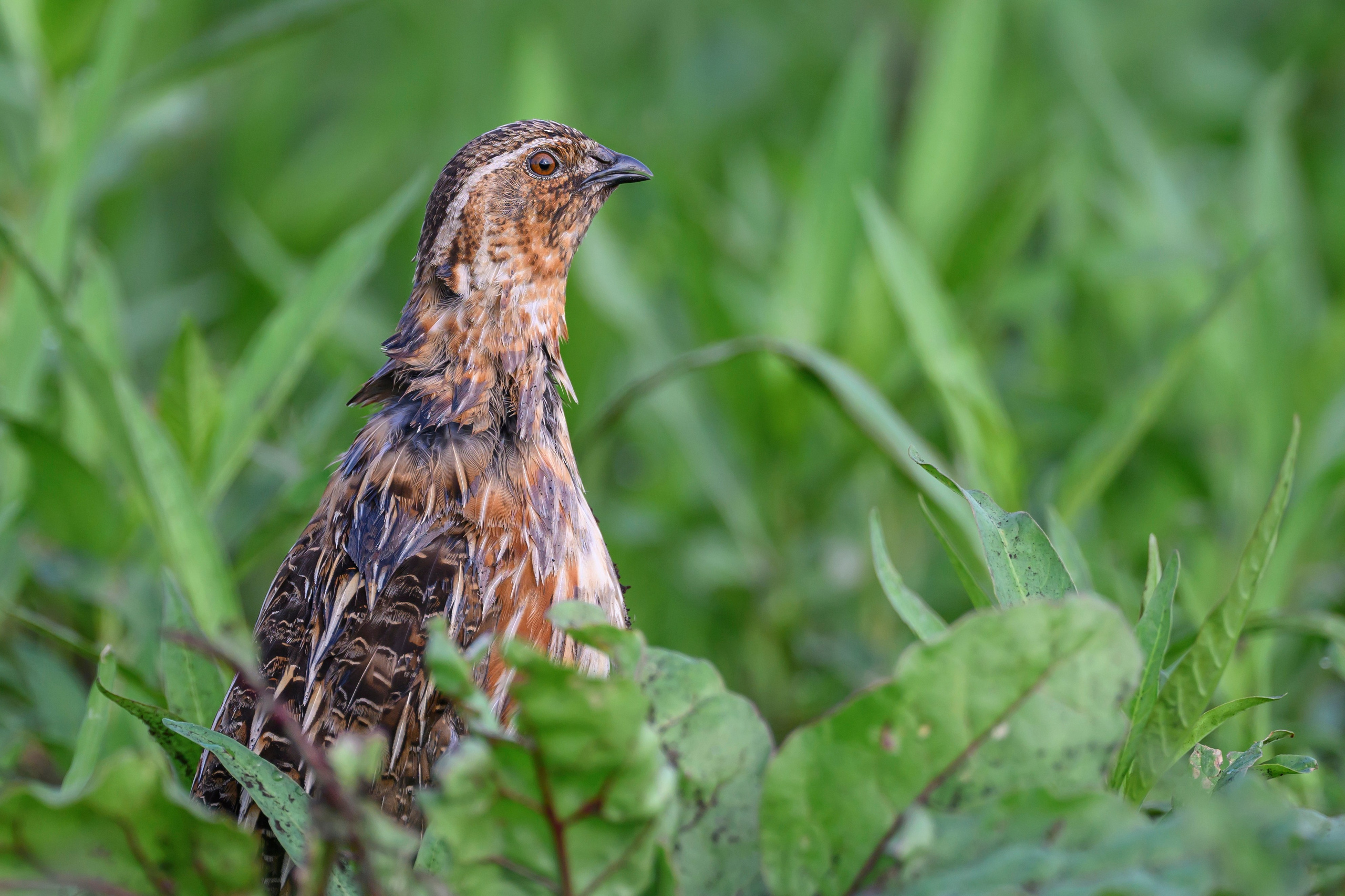 Перепел. Wildlife photography by Sergey Puponin