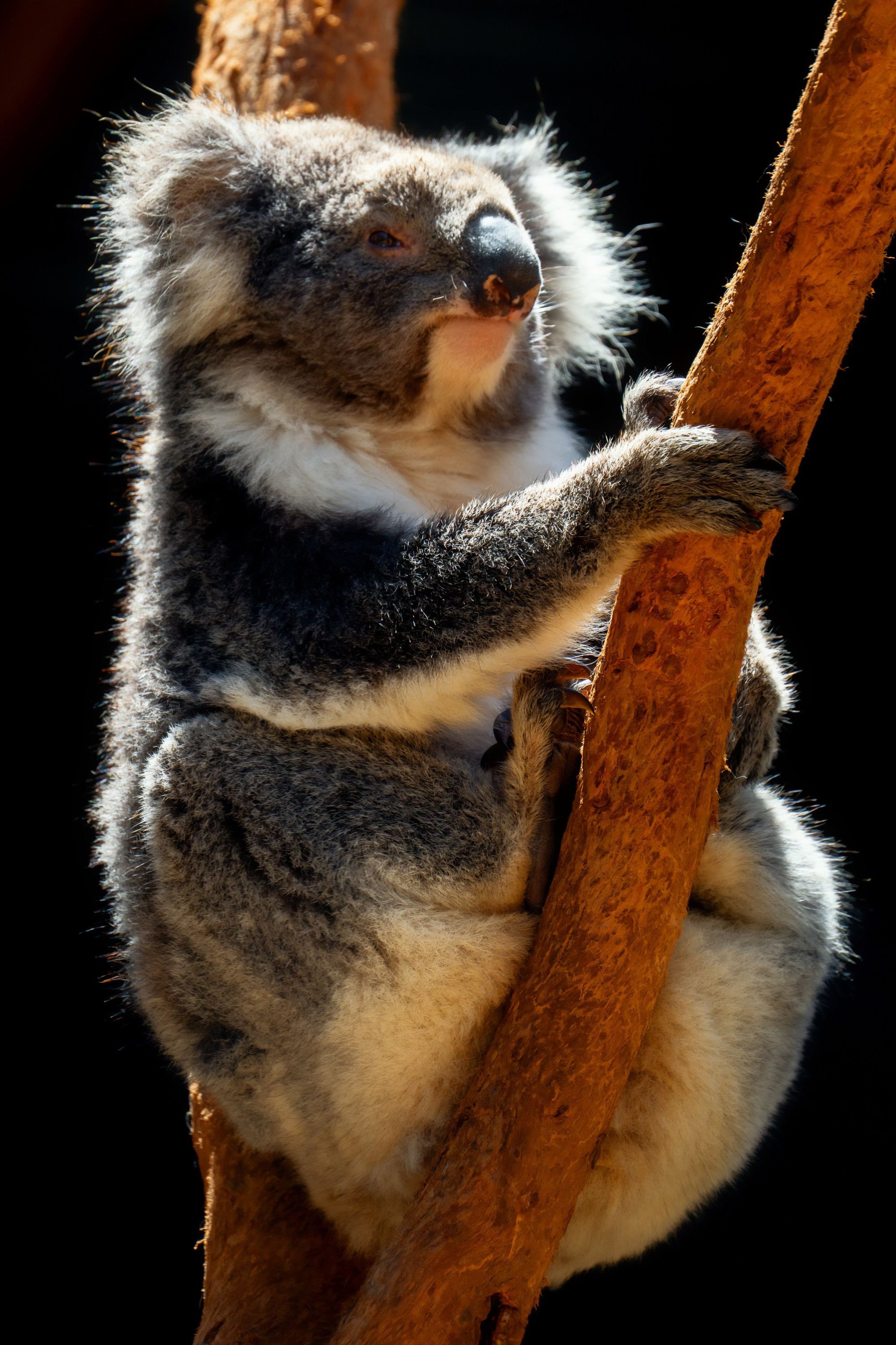 Австралия. Фотограф в Хабаровске. Фотография за 24 часа