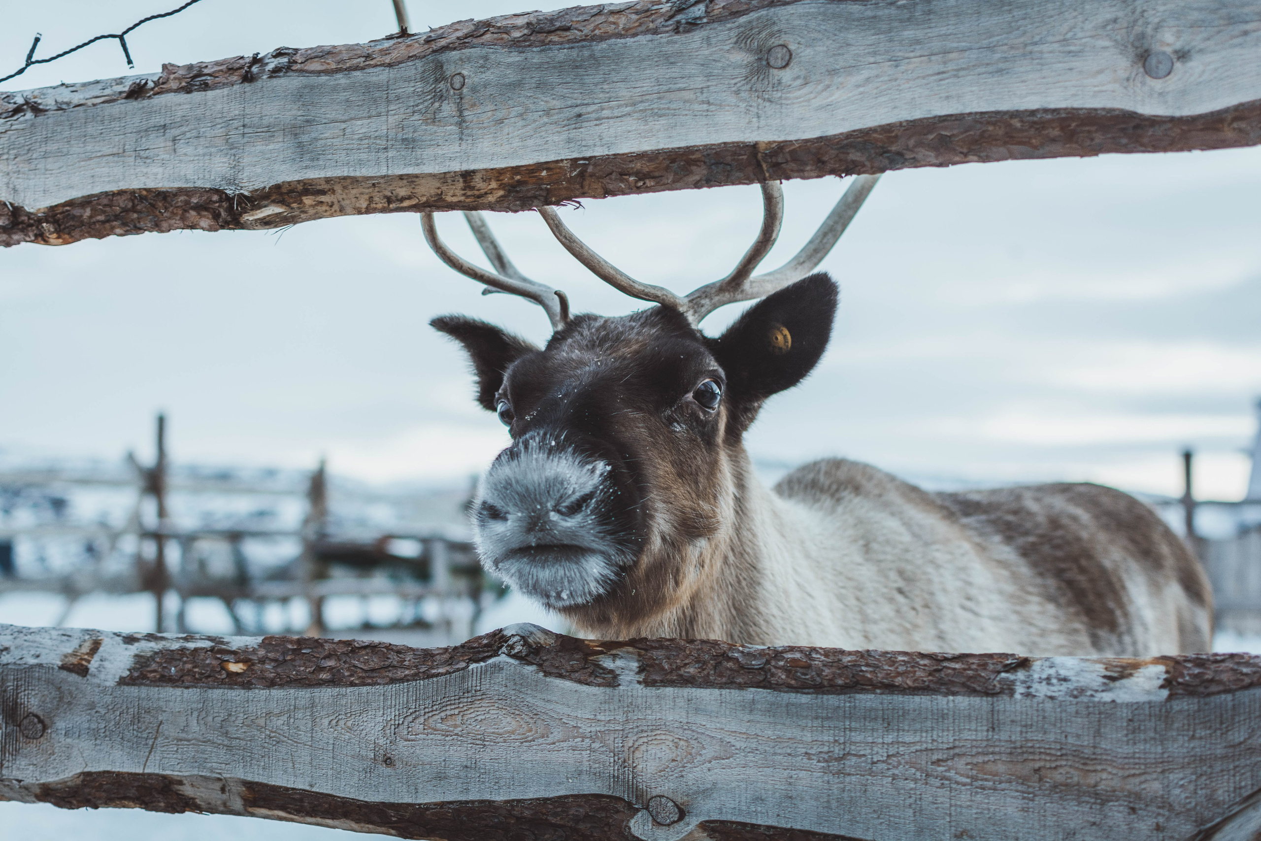 Анималистика. Gusarov Travel Photography