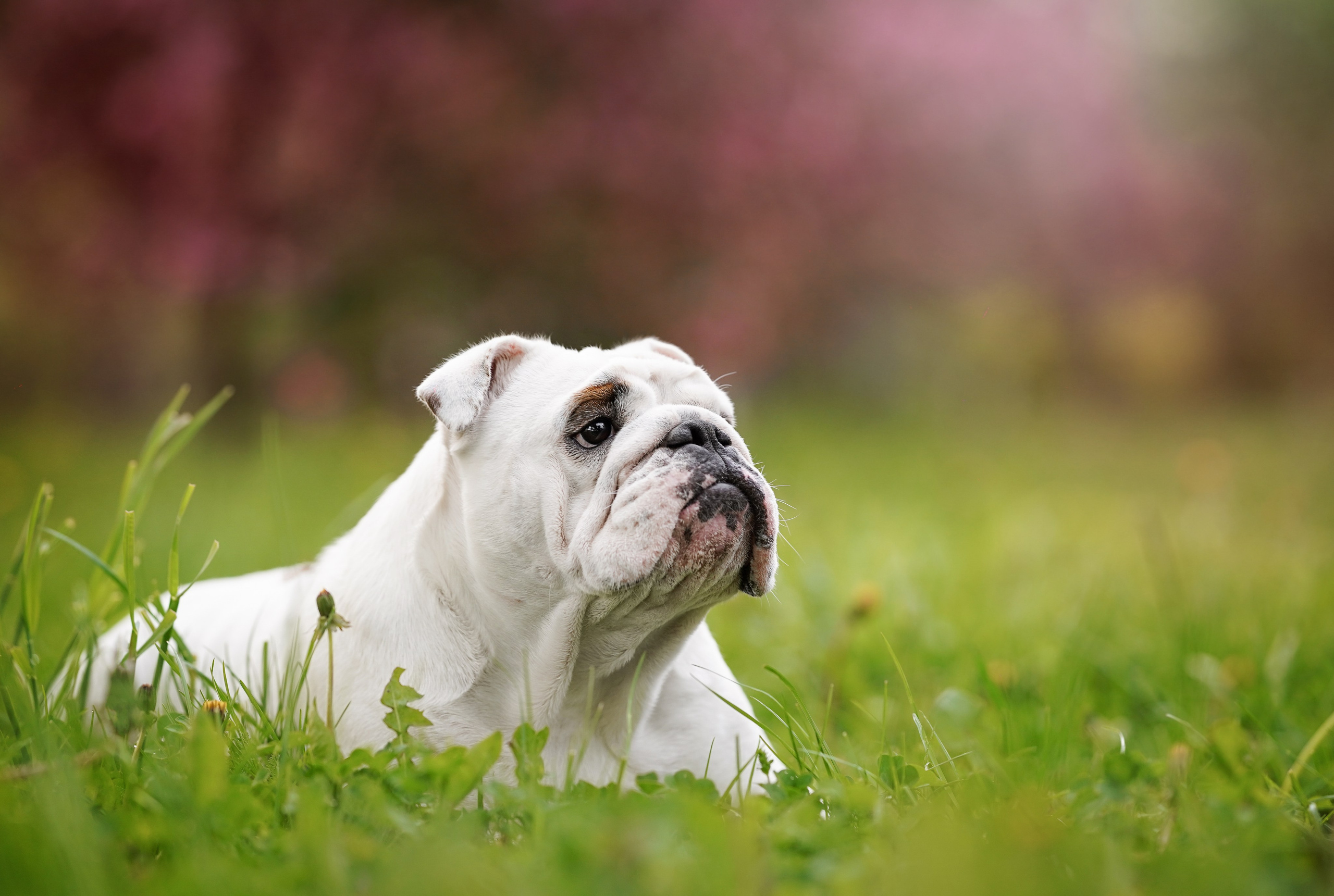 Фасолька в саду. Фотограф-анималист в Санкт-Петербурге Яна Мартынова