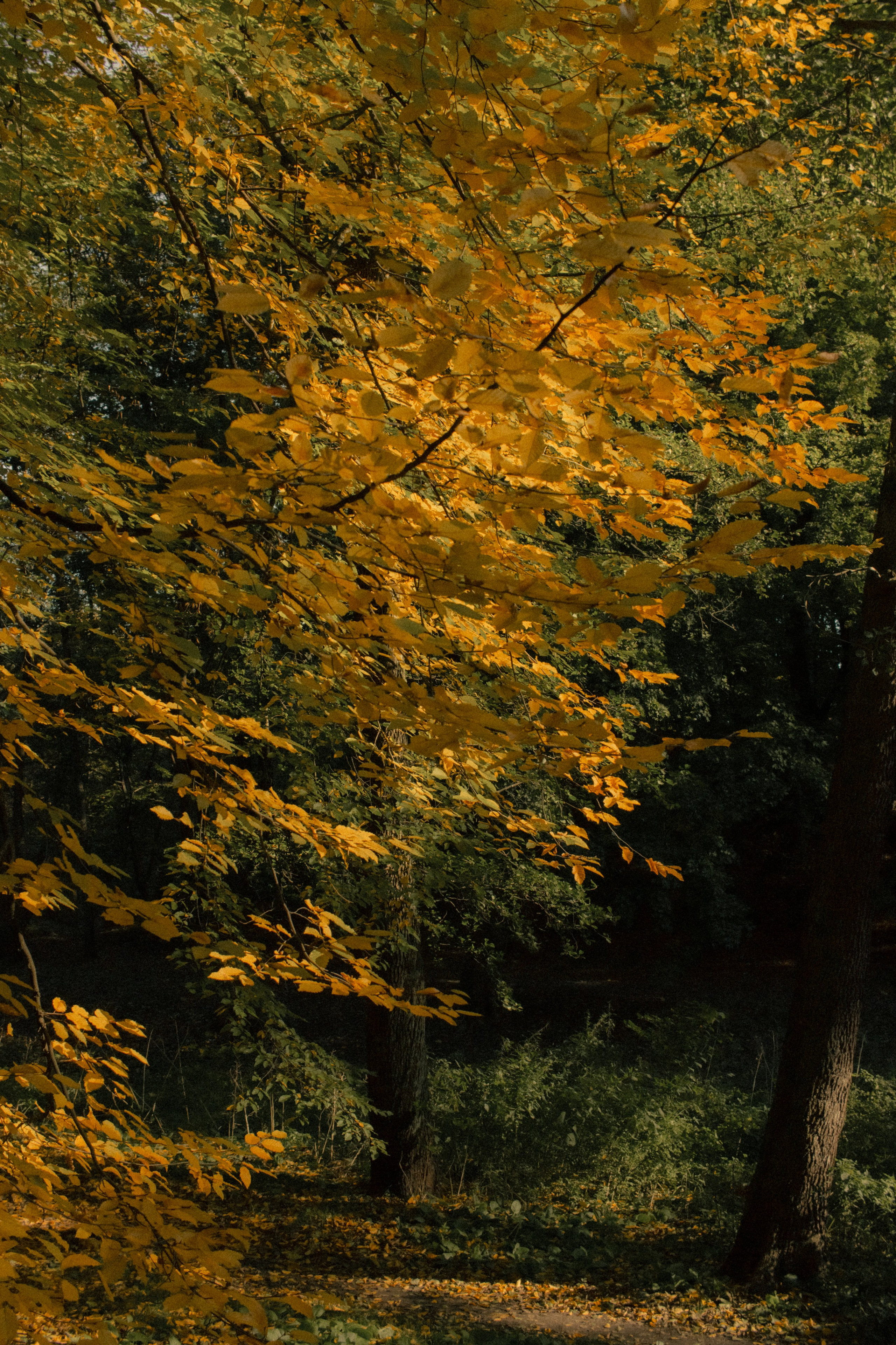 Фотопрогулка в парке Калининград. Портретный фотограф в Калининграде Рита Холодова