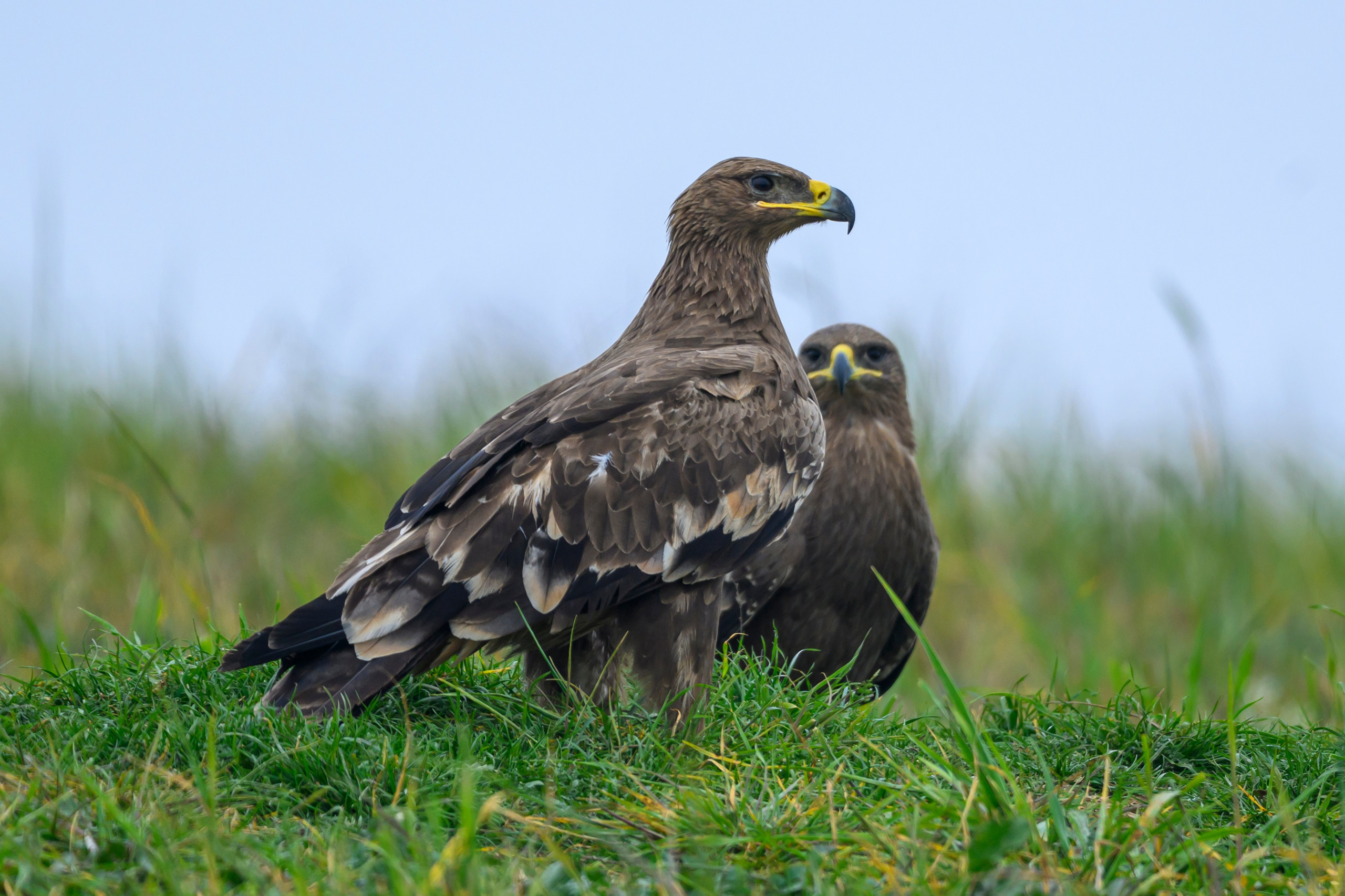 Дагестан. Ноябрь 2025. Фотограф Сергей Пупонин