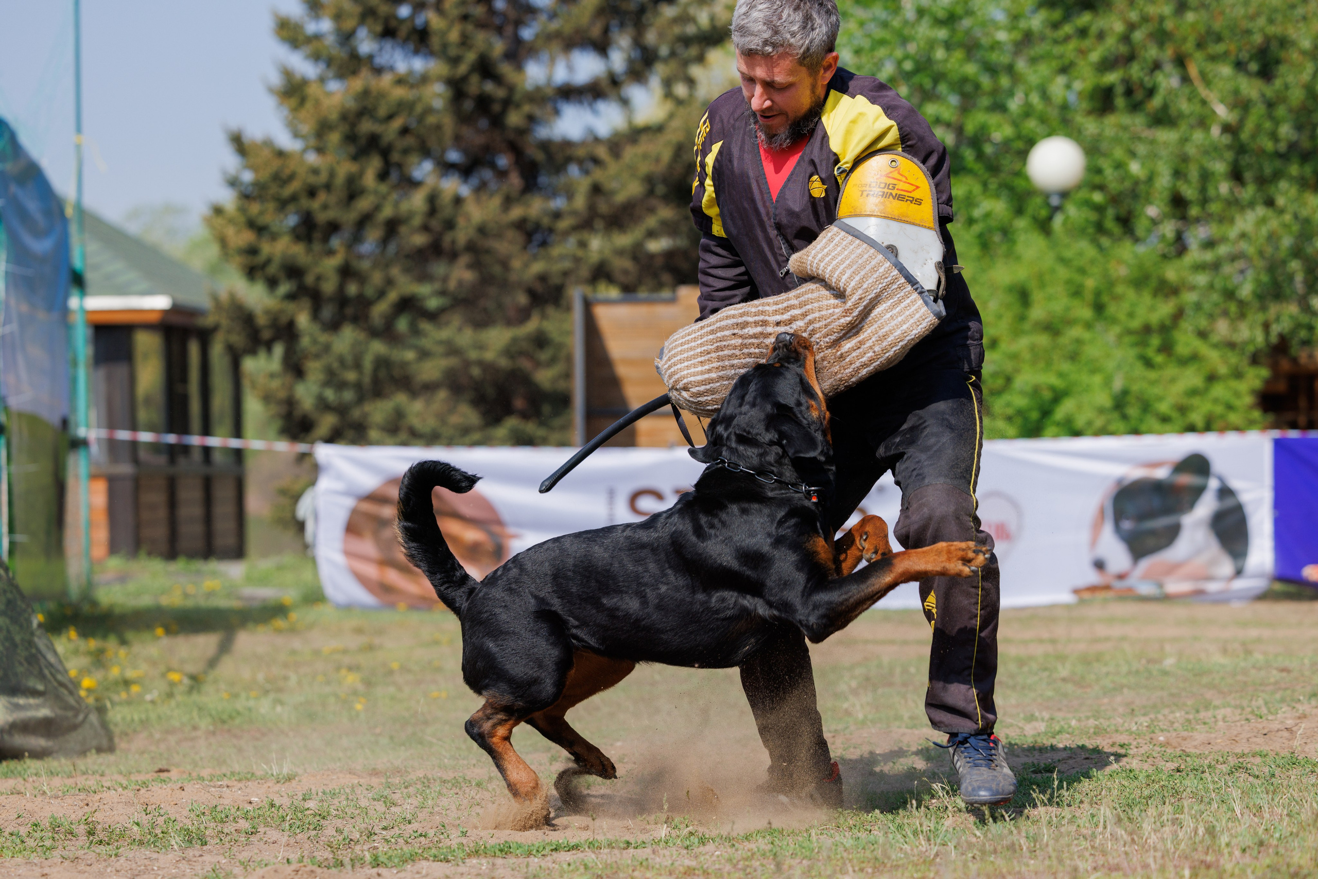 Саратов моно ротвейлеров 26-27.04.2025. Фотограф-анималист Юлия Германика