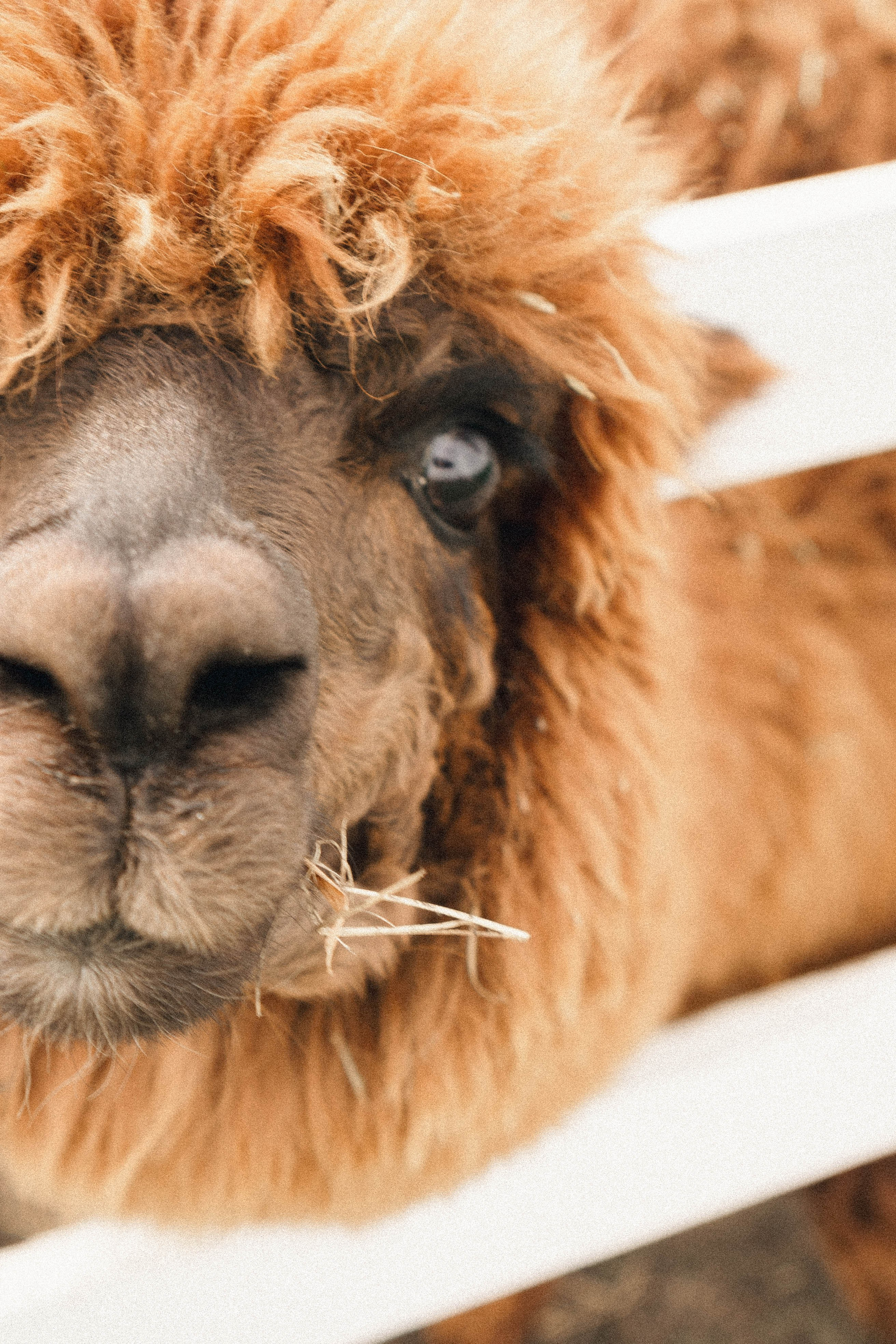 Ферма Альпак. Профессиональный фотограф, Санкт-Петербург — Виктория Богомолова