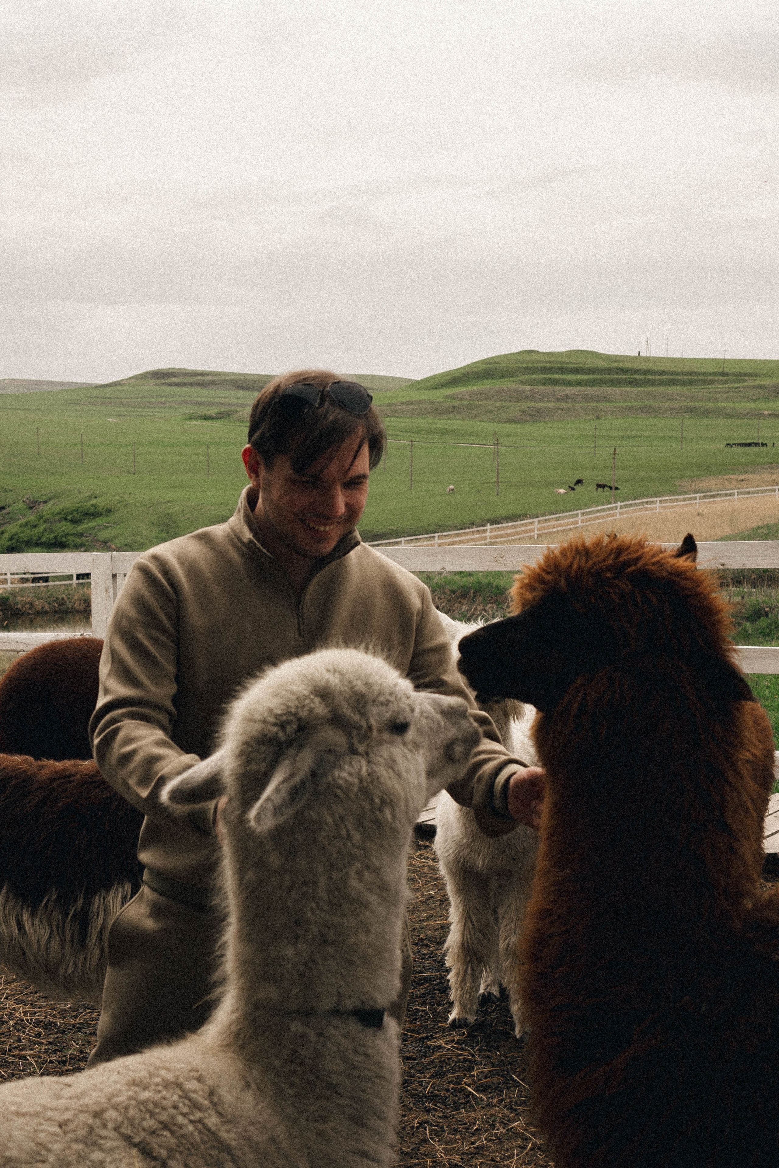 Ферма Альпак. Профессиональный фотограф, Санкт-Петербург — Виктория Богомолова