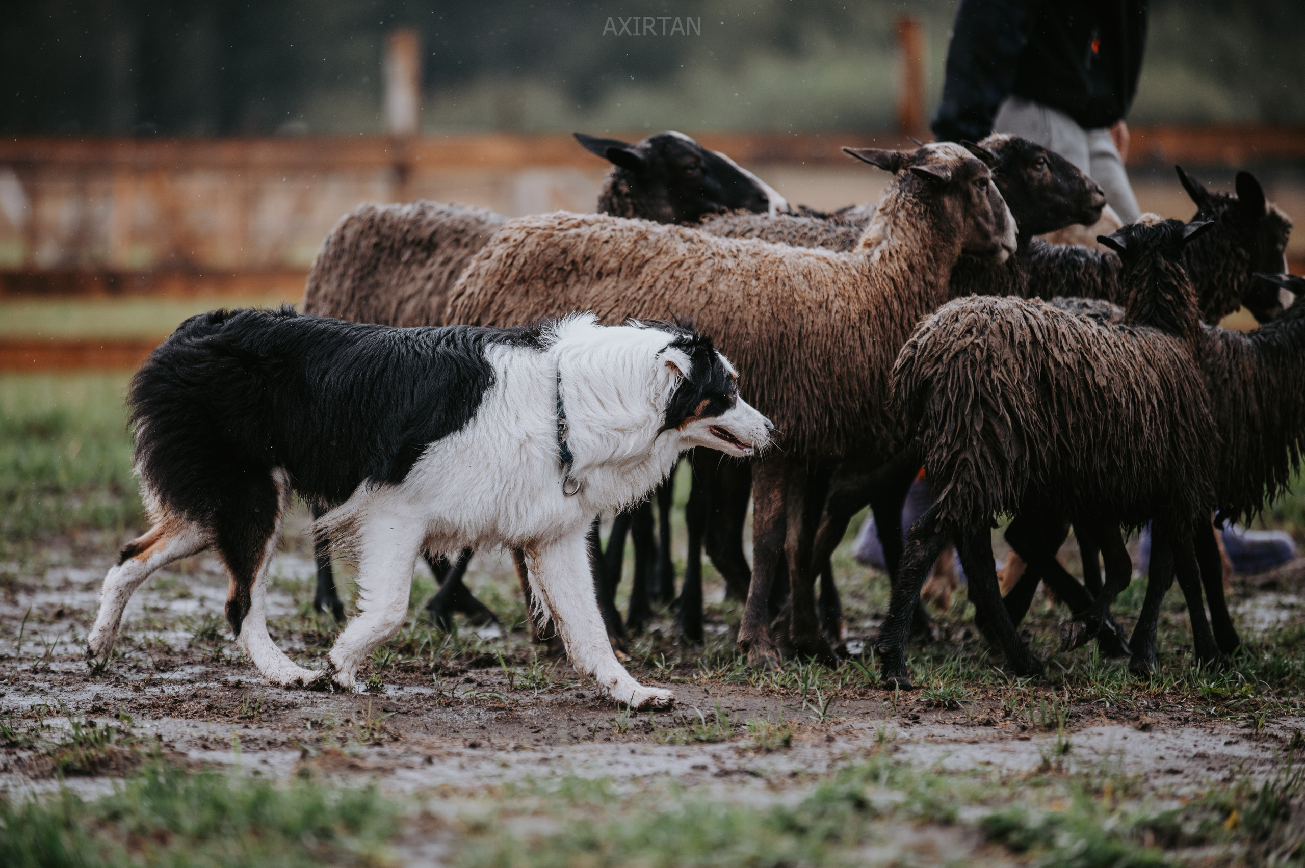 Синдра. BLGKV питомник собак