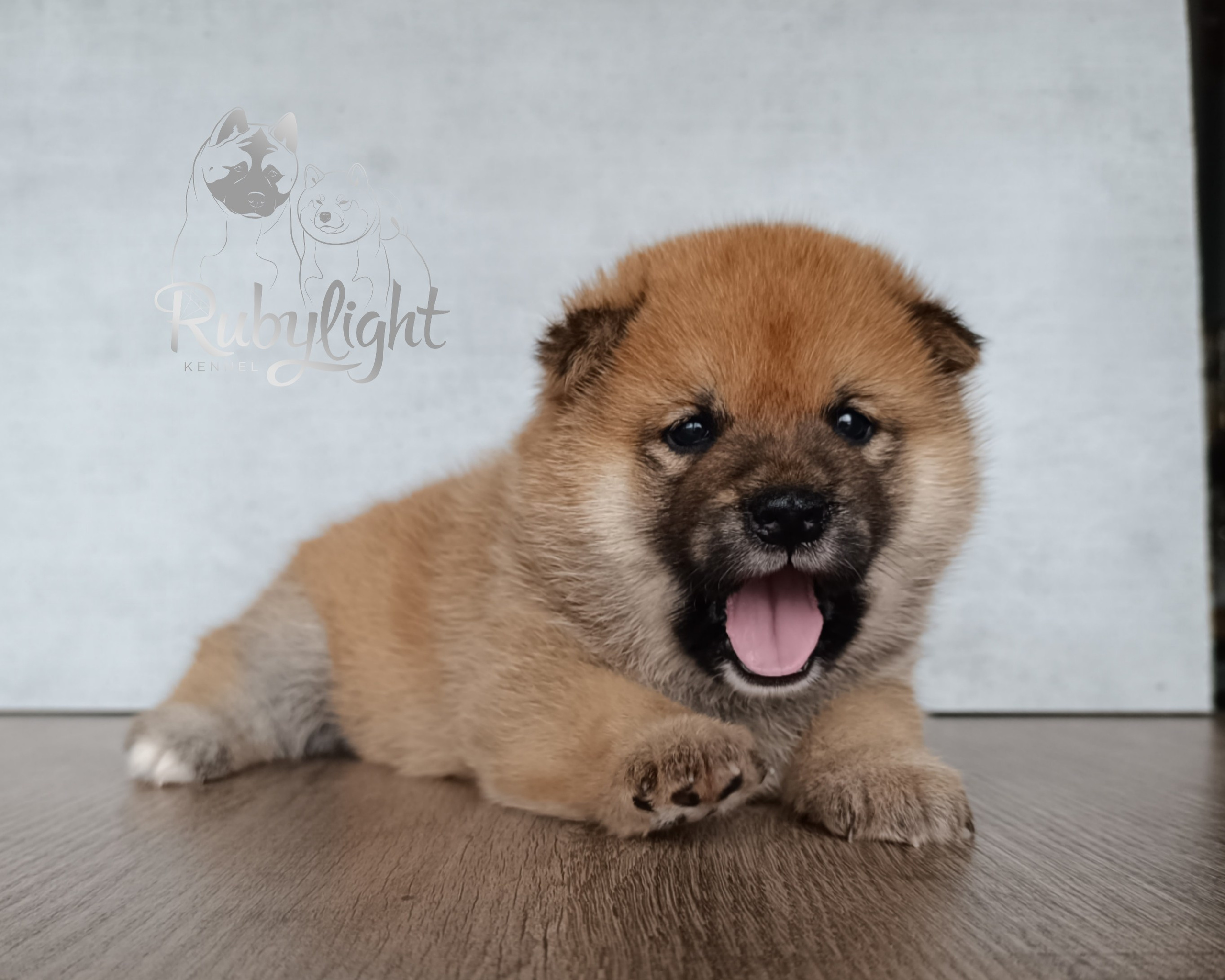 Сиба Rubylight Everest питомник Рубилайт 